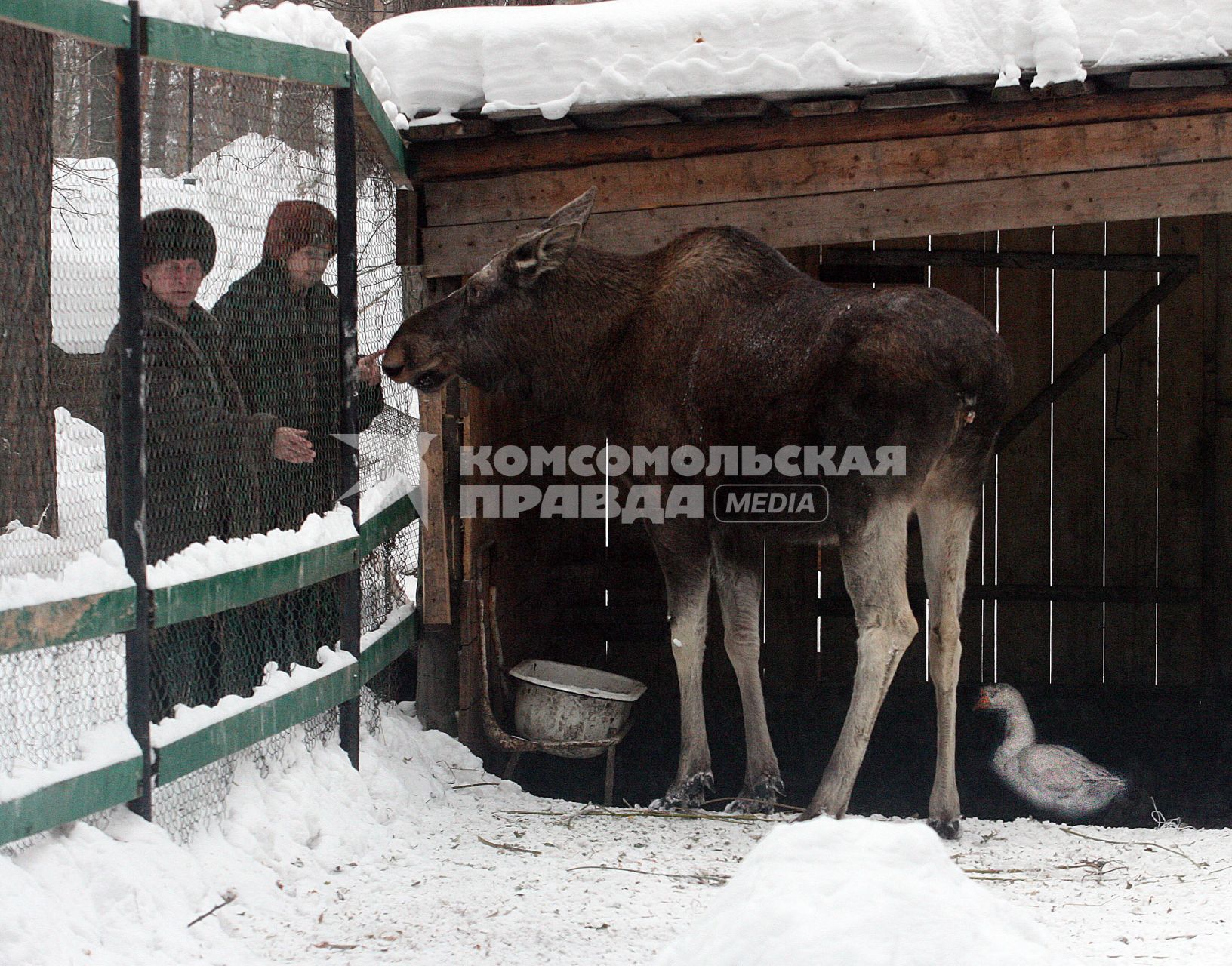 Лоси зимой в лесном хозяйстве.