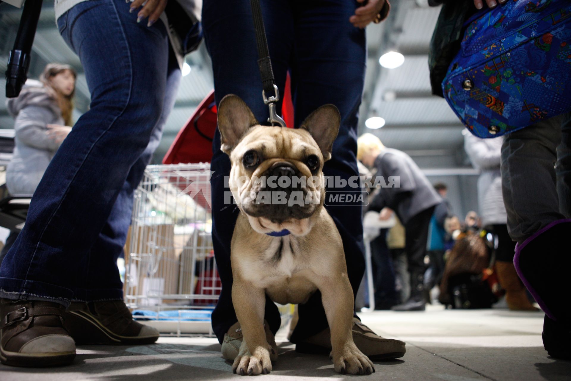 Международная выставка собак. На снимке: французский бульдог.