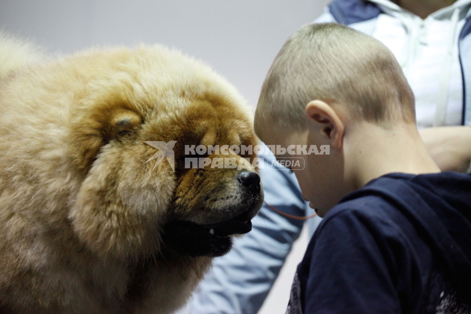 Международная выставка собак. На снимке: ребенок рядом с собакой породы чао-чао.