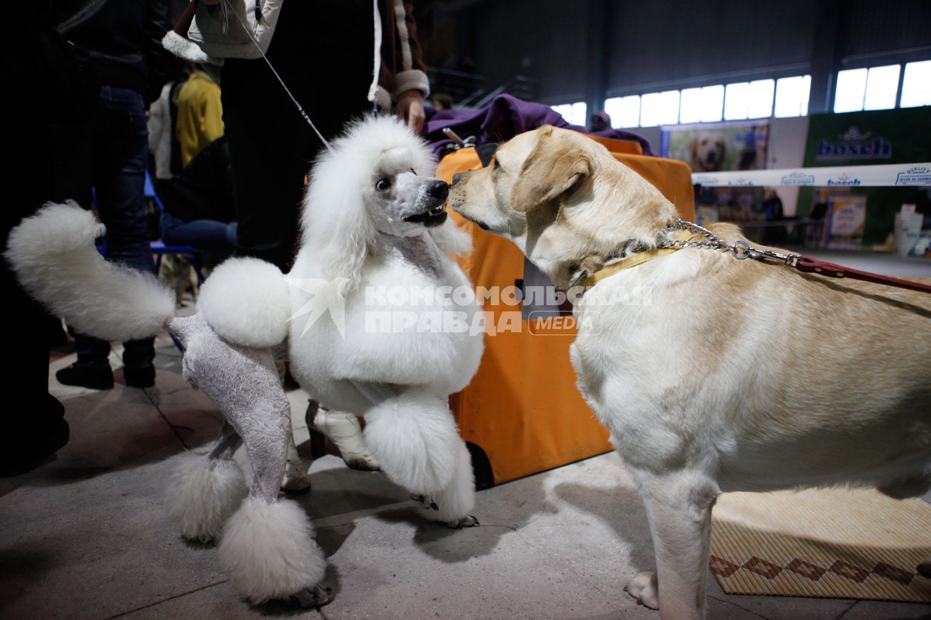 Международная выставка собак. На снимке: встреча пуделя и лабрадора.