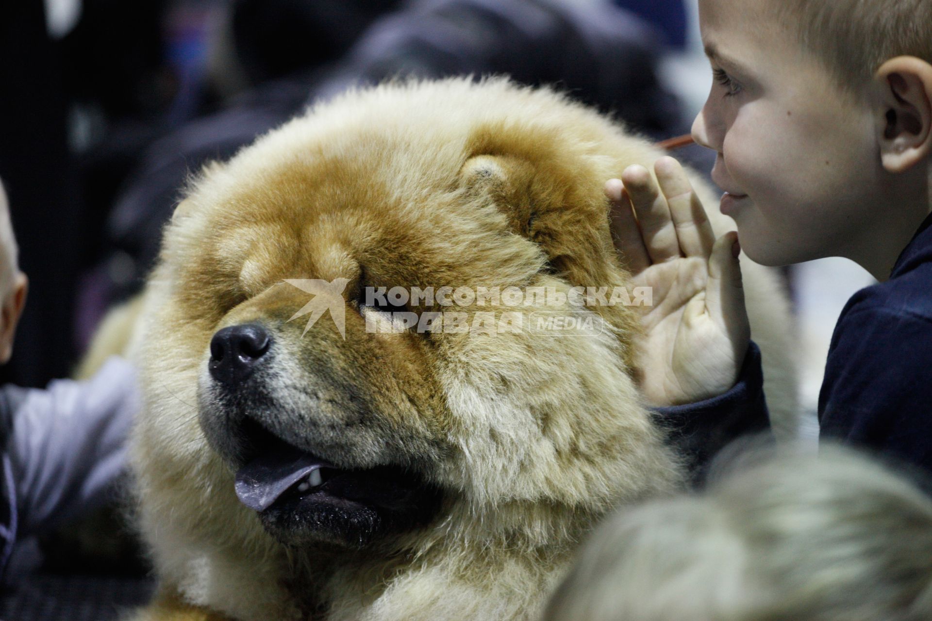 Международная выставка собак. На снимке: мальчик что-то шепчет на ухо сабке породы чао-чао.