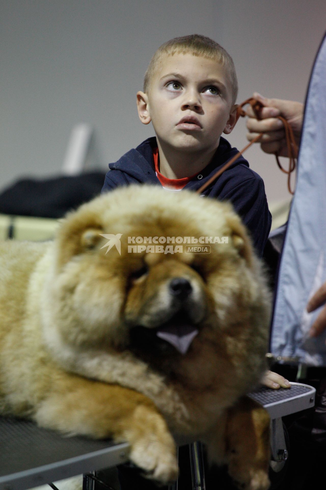 Международная выставка собак. На снимке: Ребенок на фоне чао-чао.