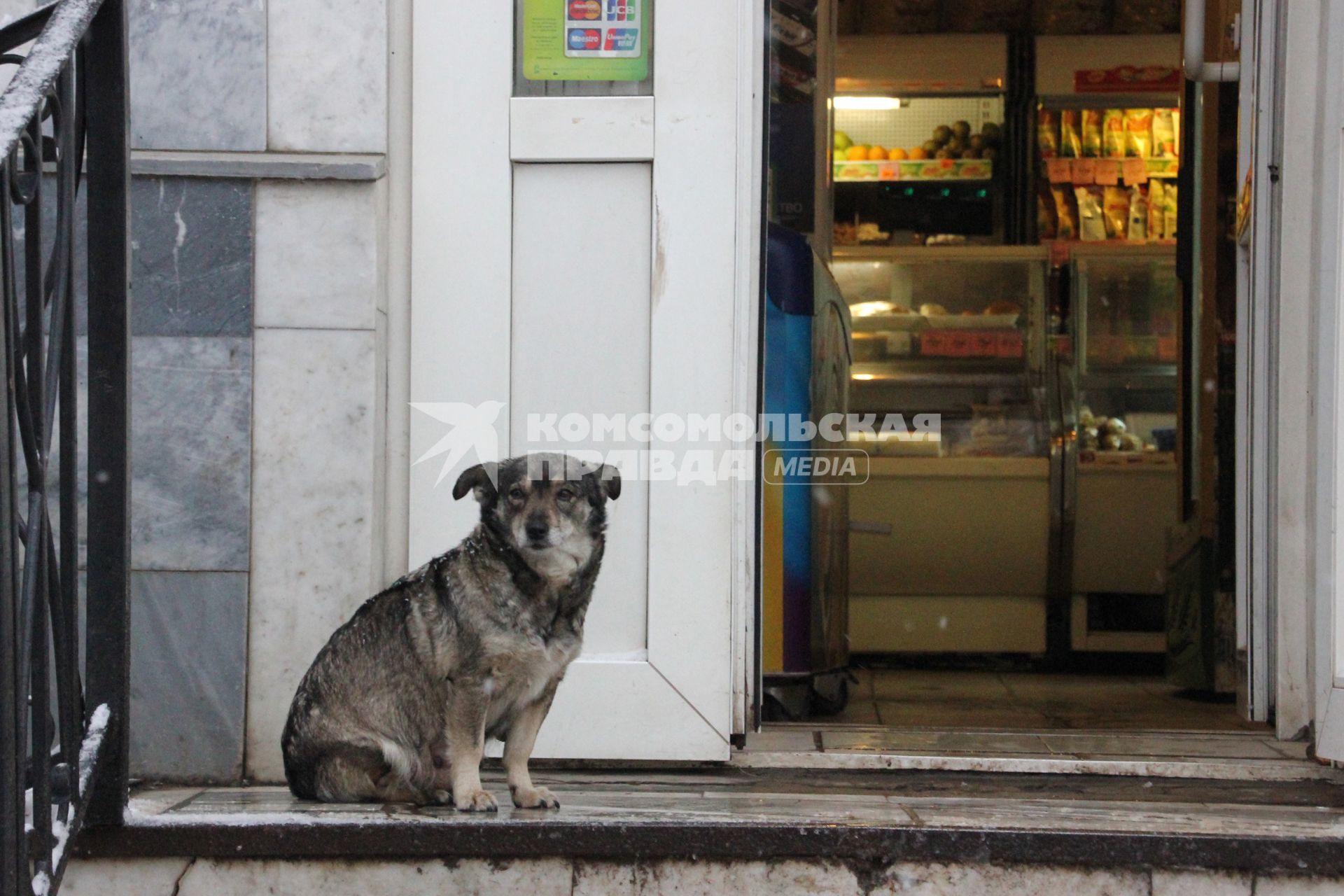 Бездомная собака на крыльце магазина.