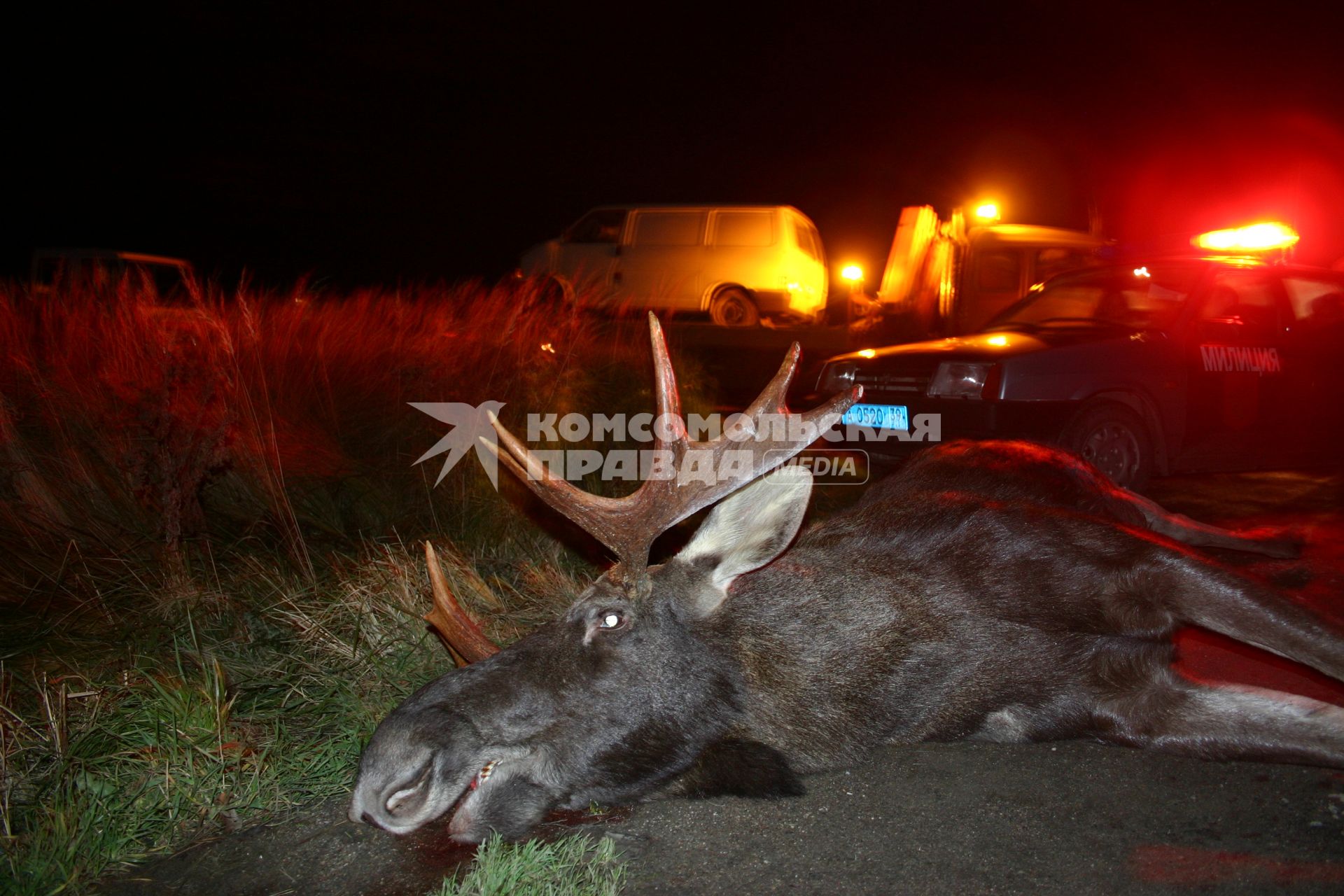 сбитый лось на дороге около Калининграда