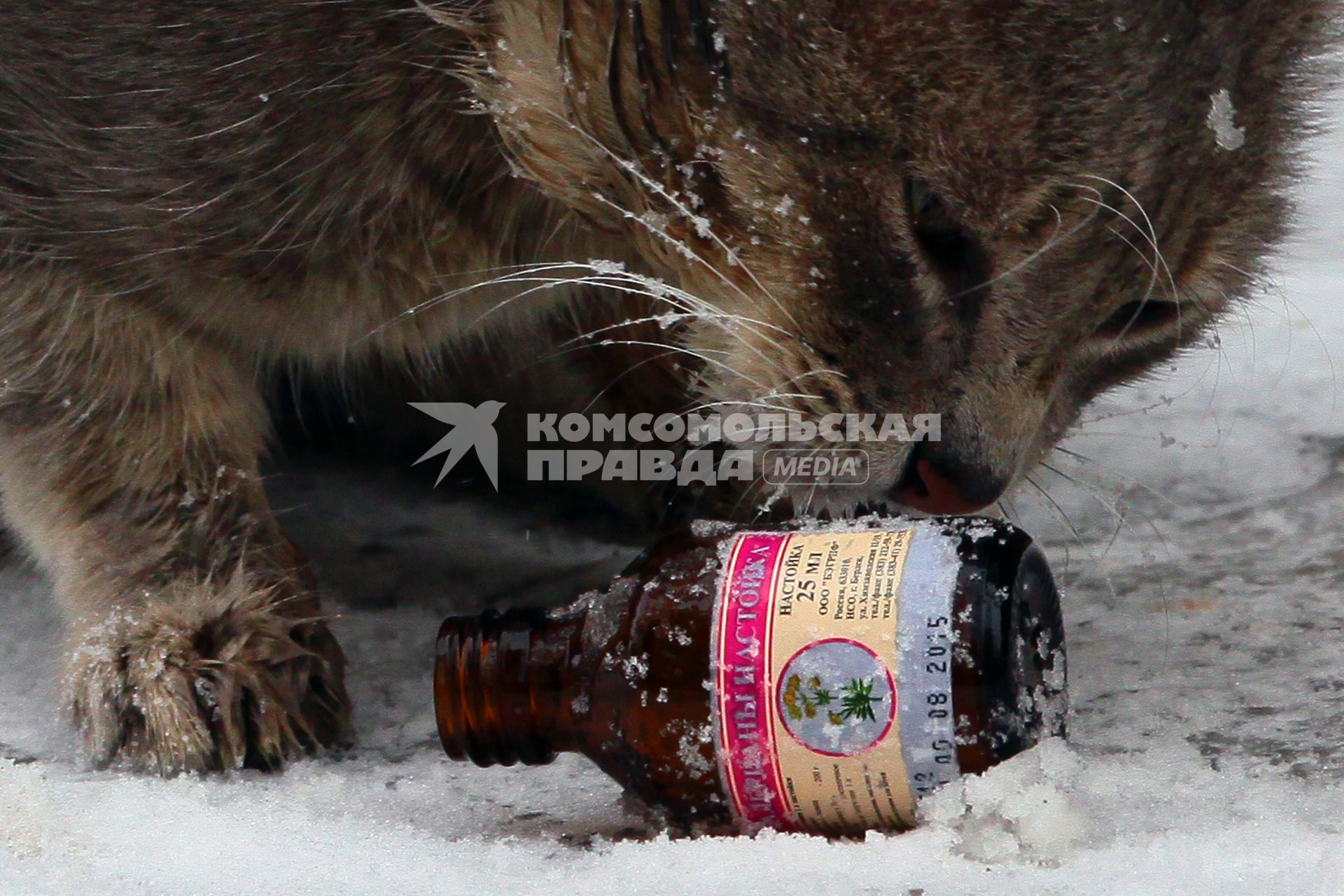 Кот облизывает пузырек с настойкой валерьянки.