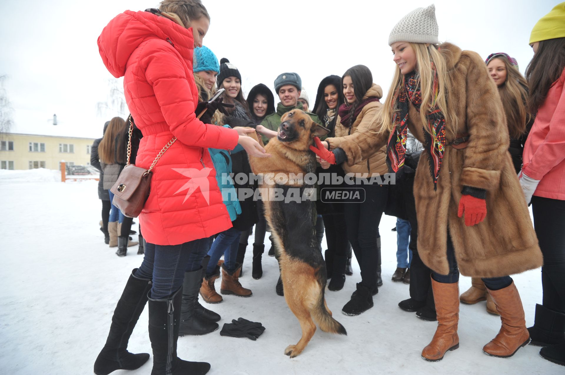 Саперная часть в Подмосковье. Участницы конкурса `Мисс Россия 2013` поздравили военнослужащих с Днем защитника Отечества. На снимке: участницы конкурса и служебная овчарка