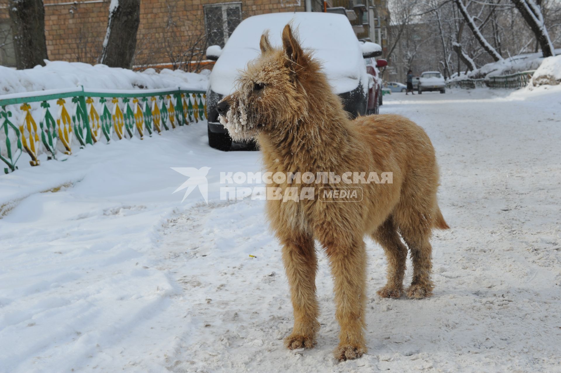 Бездомная собака.