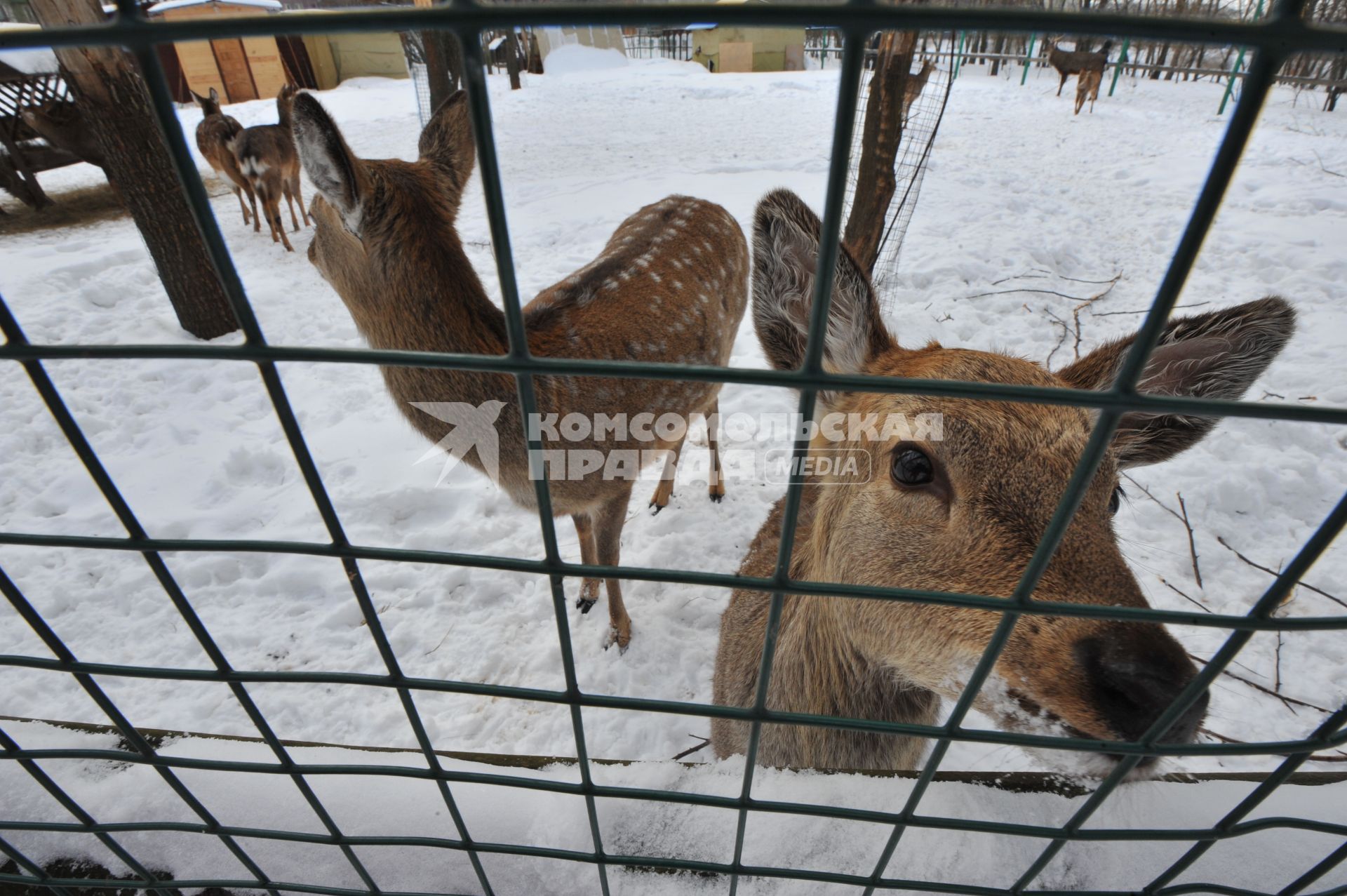 Заповедник Mirax, расположенный на территории жилого комплекса `Золотые ключи — 2`, принадлежащий Корпорации Mirax Group.