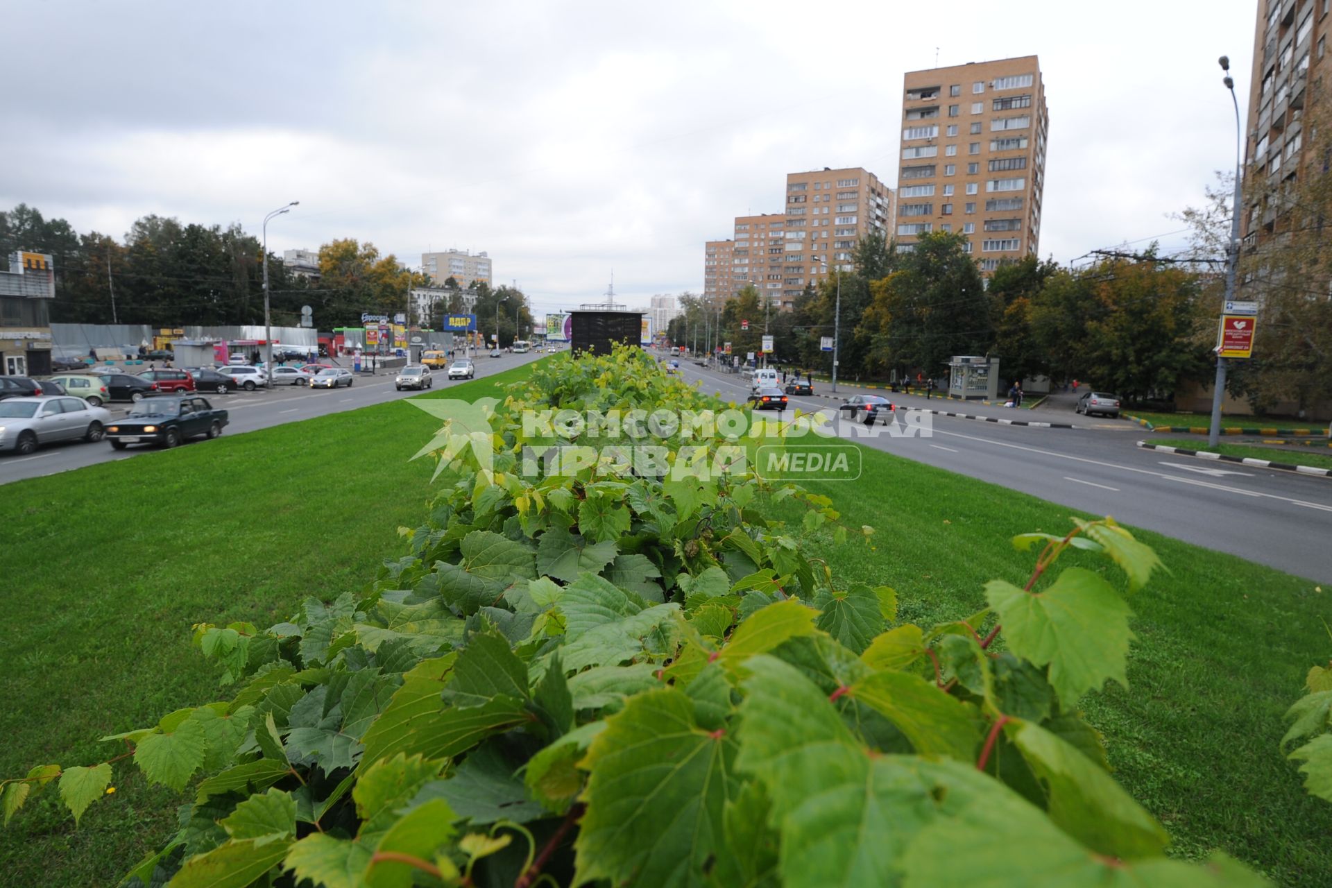 Живая изгородь из дикого винограда.