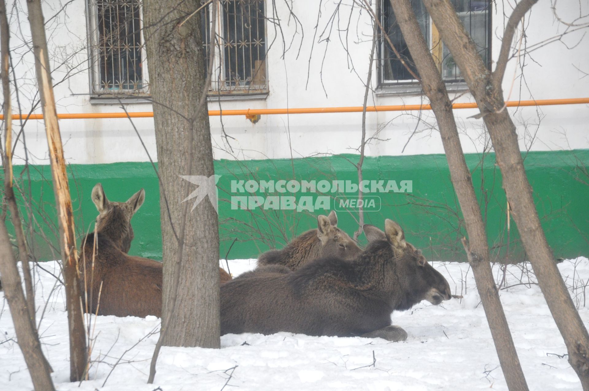 Три лося пришли из Лосиного острова к дому 25 корп 14 на Открытом шоссе. Им очень понравились яблони, растущие во дворе дома.