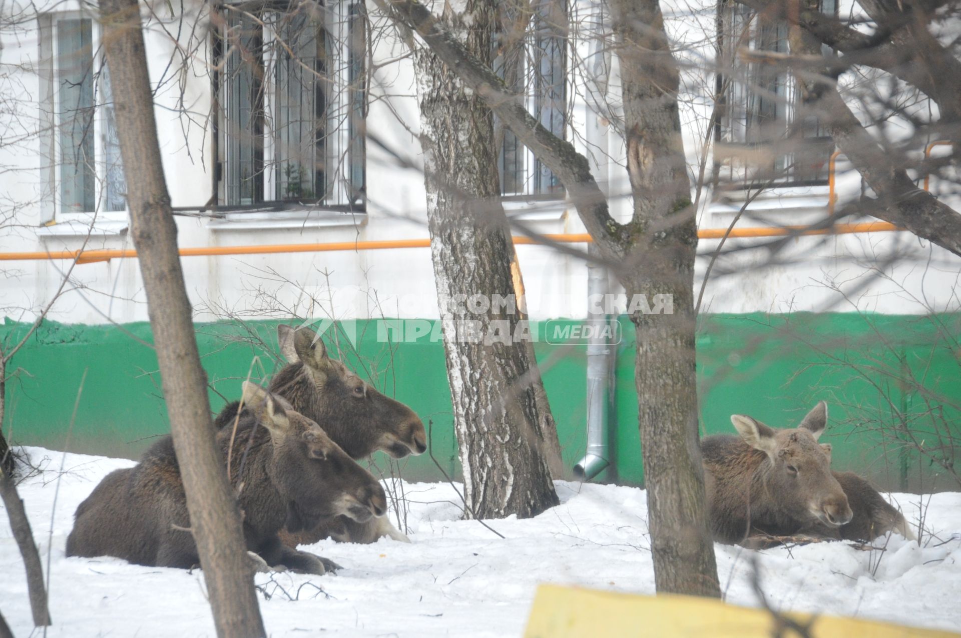 Три лося пришли из Лосиного острова к дому 25 корп 14 на Открытом шоссе. Им очень понравились яблони, растущие во дворе дома.