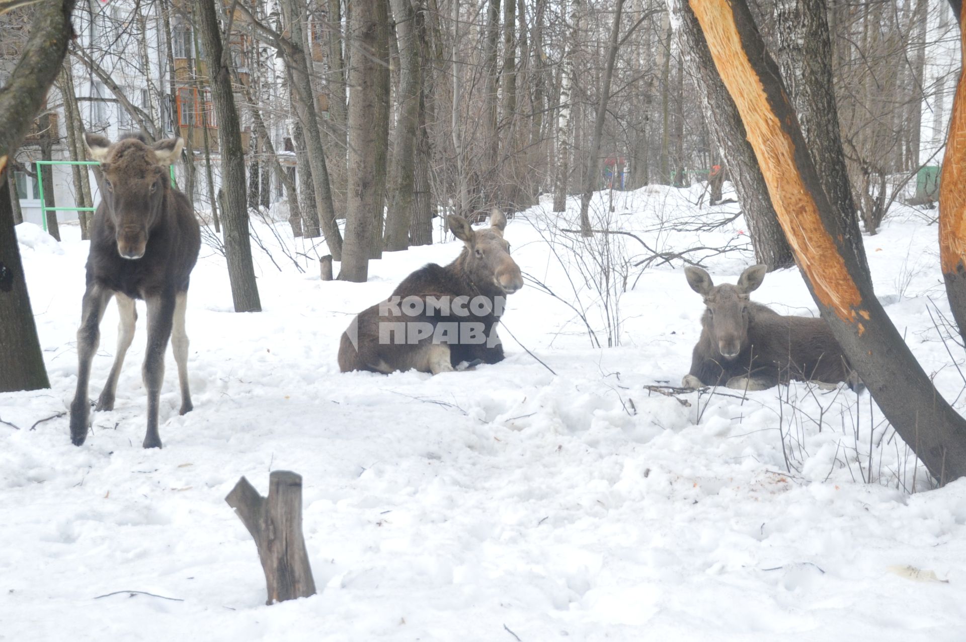 Три лося пришли из Лосиного острова к дому 25 корп 14 на Открытом шоссе. Им очень понравились яблони, растущие во дворе дома.