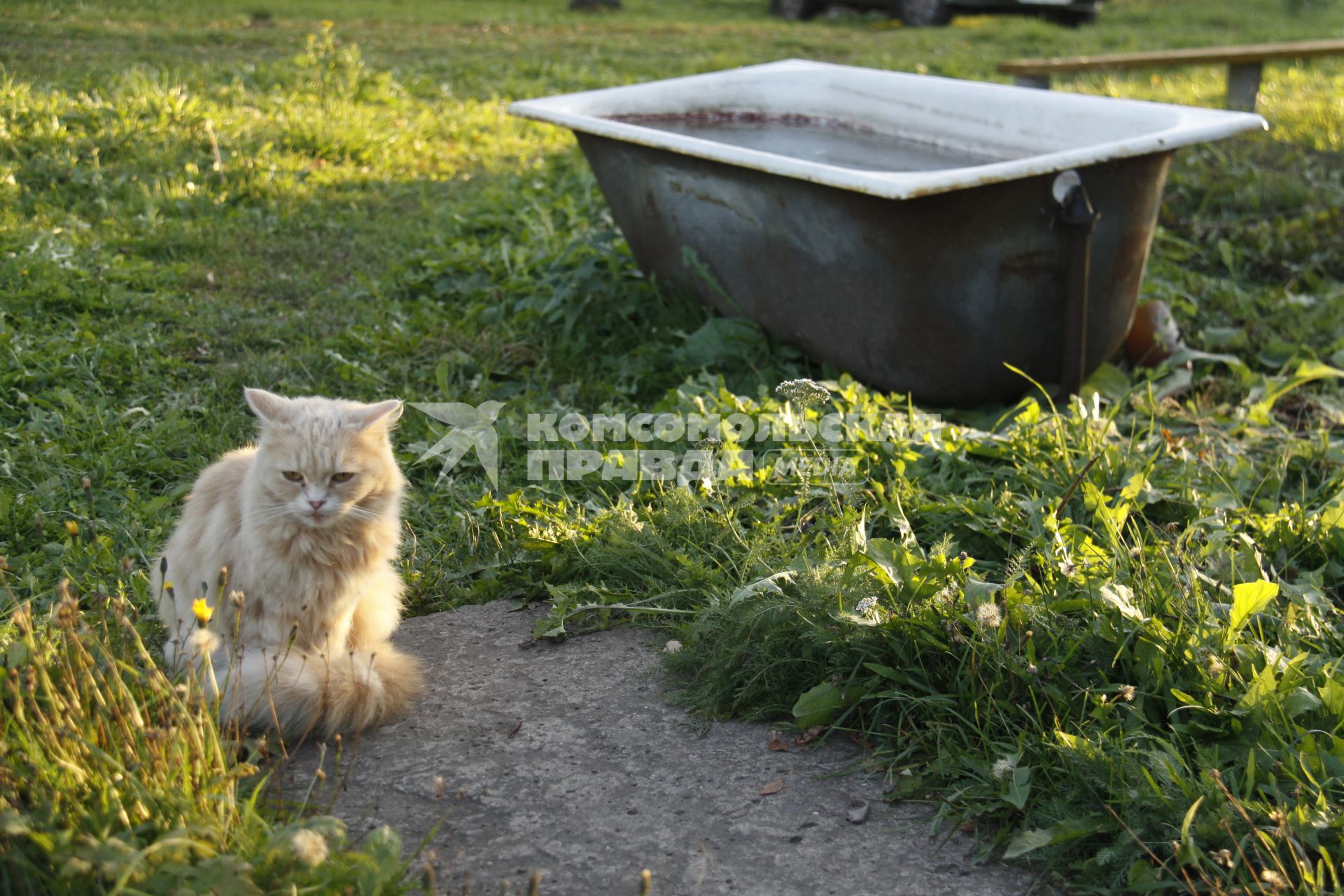 Кот у ванной.