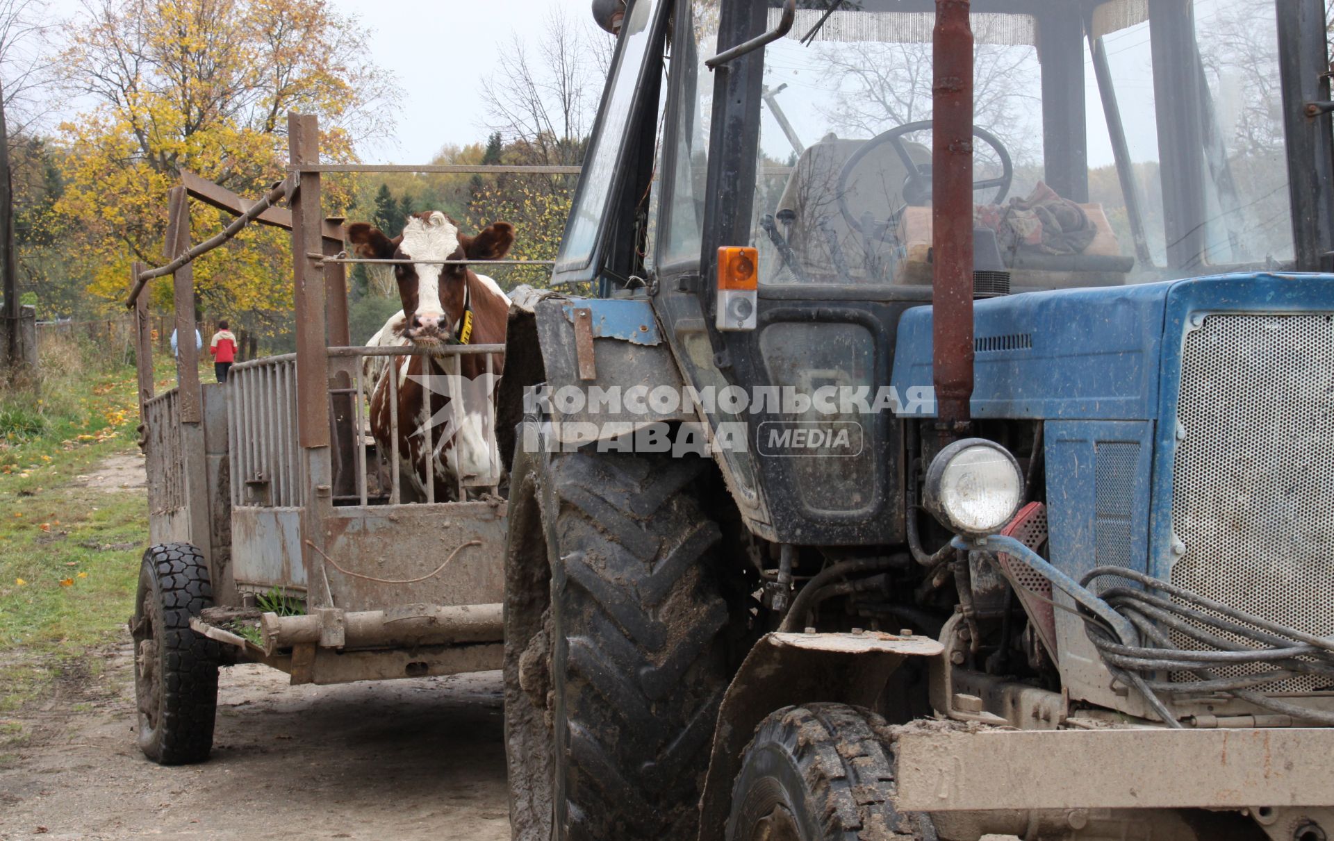 Корову везут на тракторе.