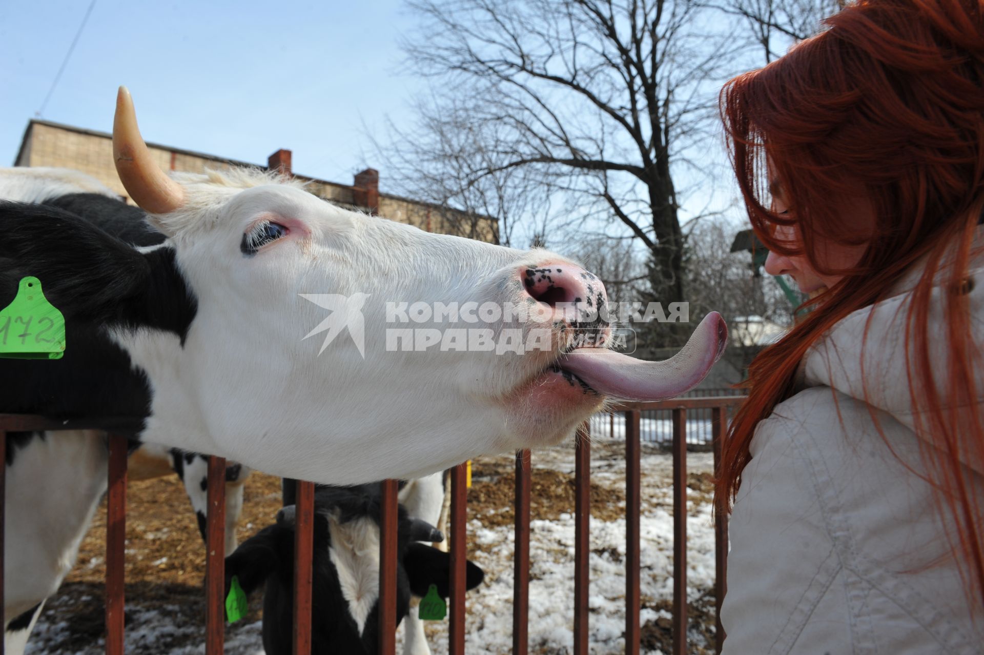 Фермерское хозяйство МСХА им. Тимирязева. На снимке: девушка и корова