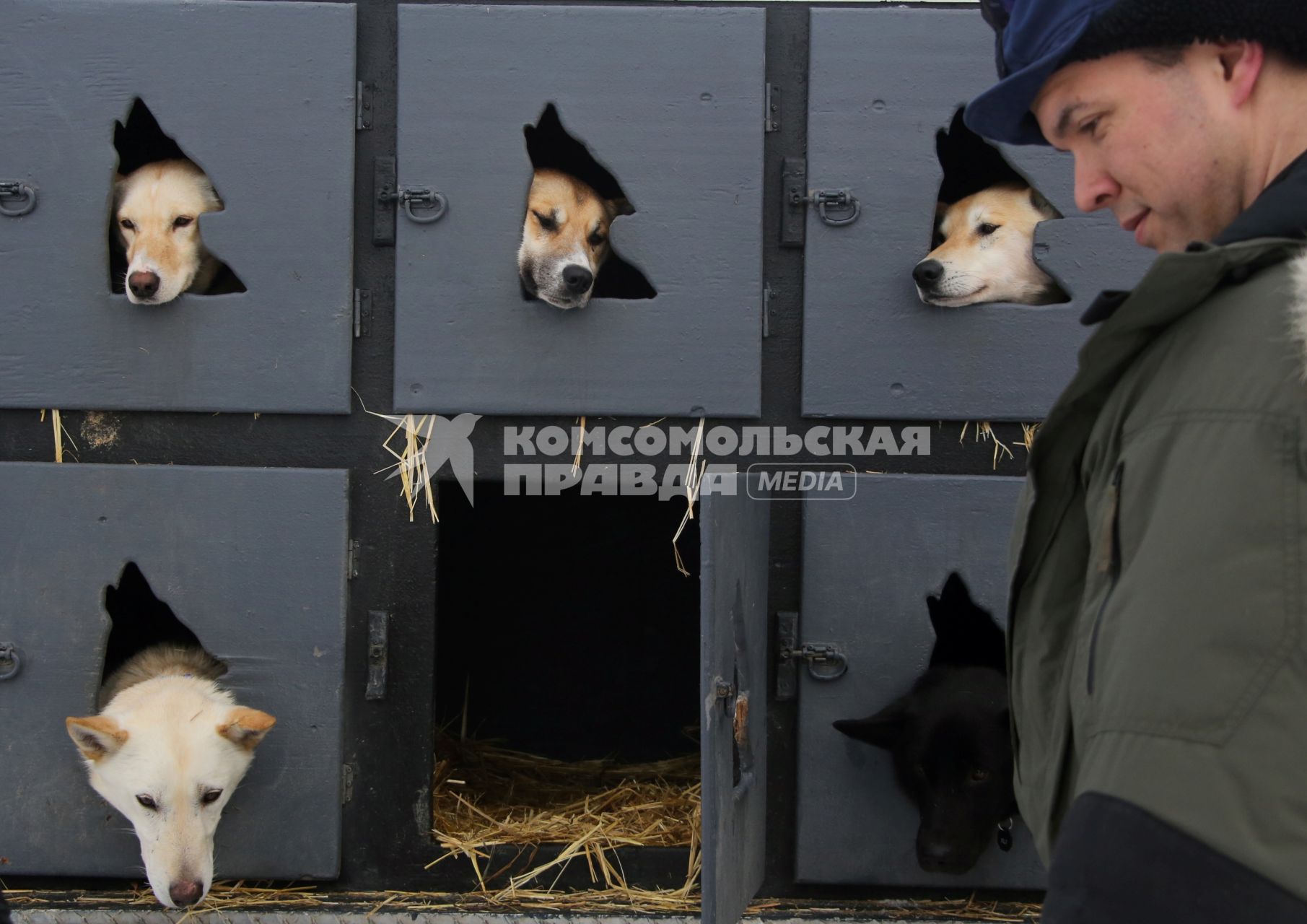 Аляска. Ежегодные гонки на собачьих упряжках (Iditarod Trail Sled Dog Race). На снимке: чукотские ездовые собаки в будках.