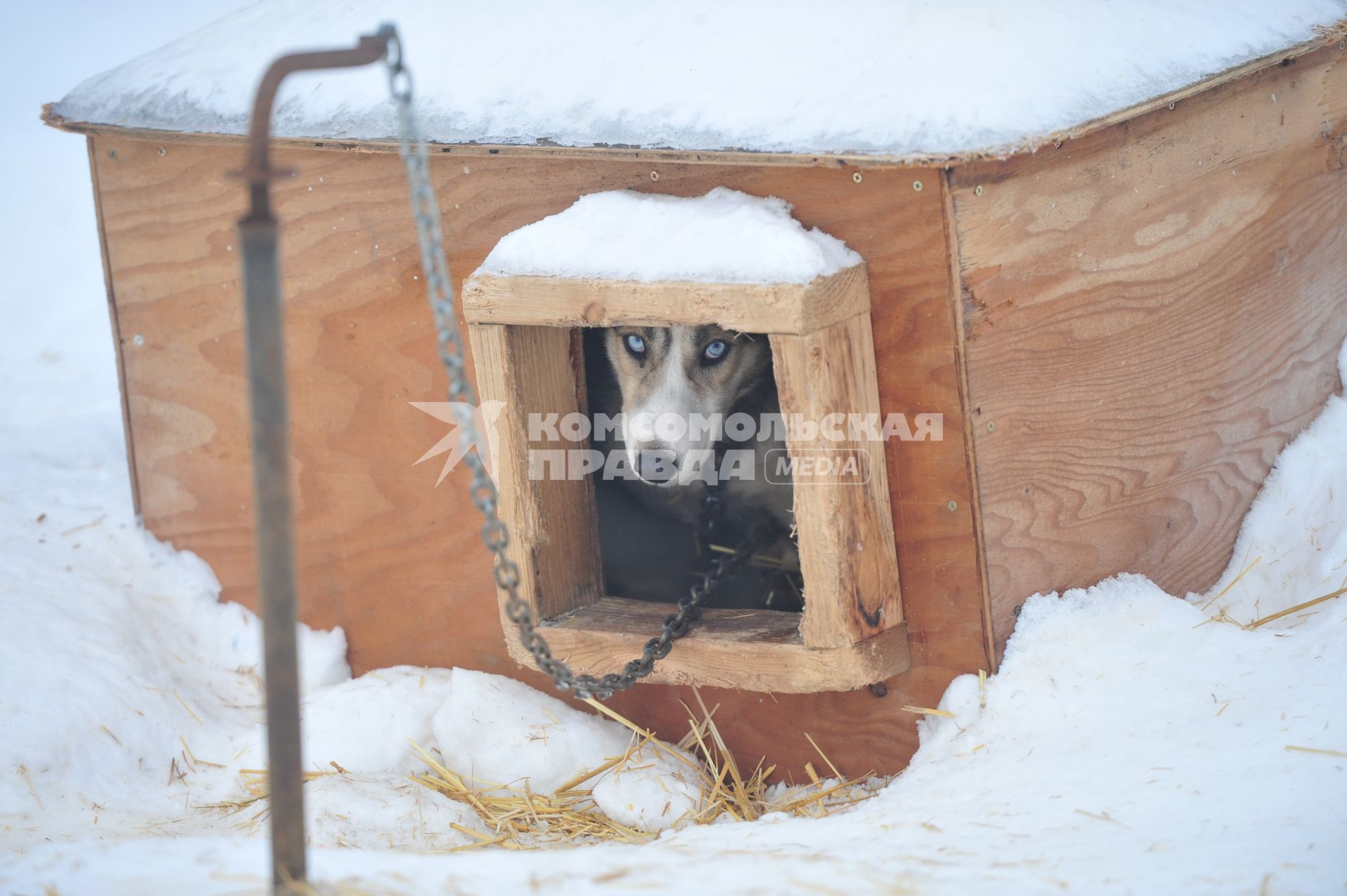 Аляска. Ежегодные гонки на собачьих упряжках (Iditarod Trail Sled Dog Race). На снимке: чукотская ездовая собака в будке.