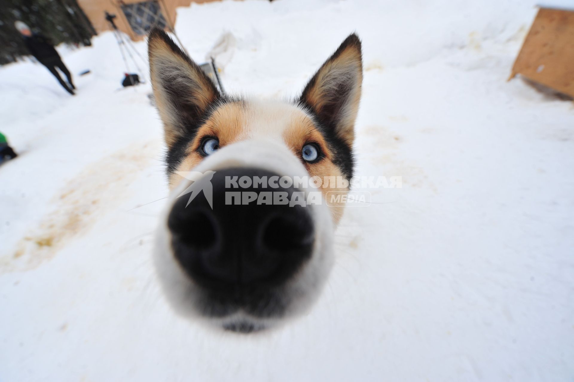 Аляска. Ежегодные гонки на собачьих упряжках (Iditarod Trail Sled Dog Race). На снимке: чукотская ездовая собака.