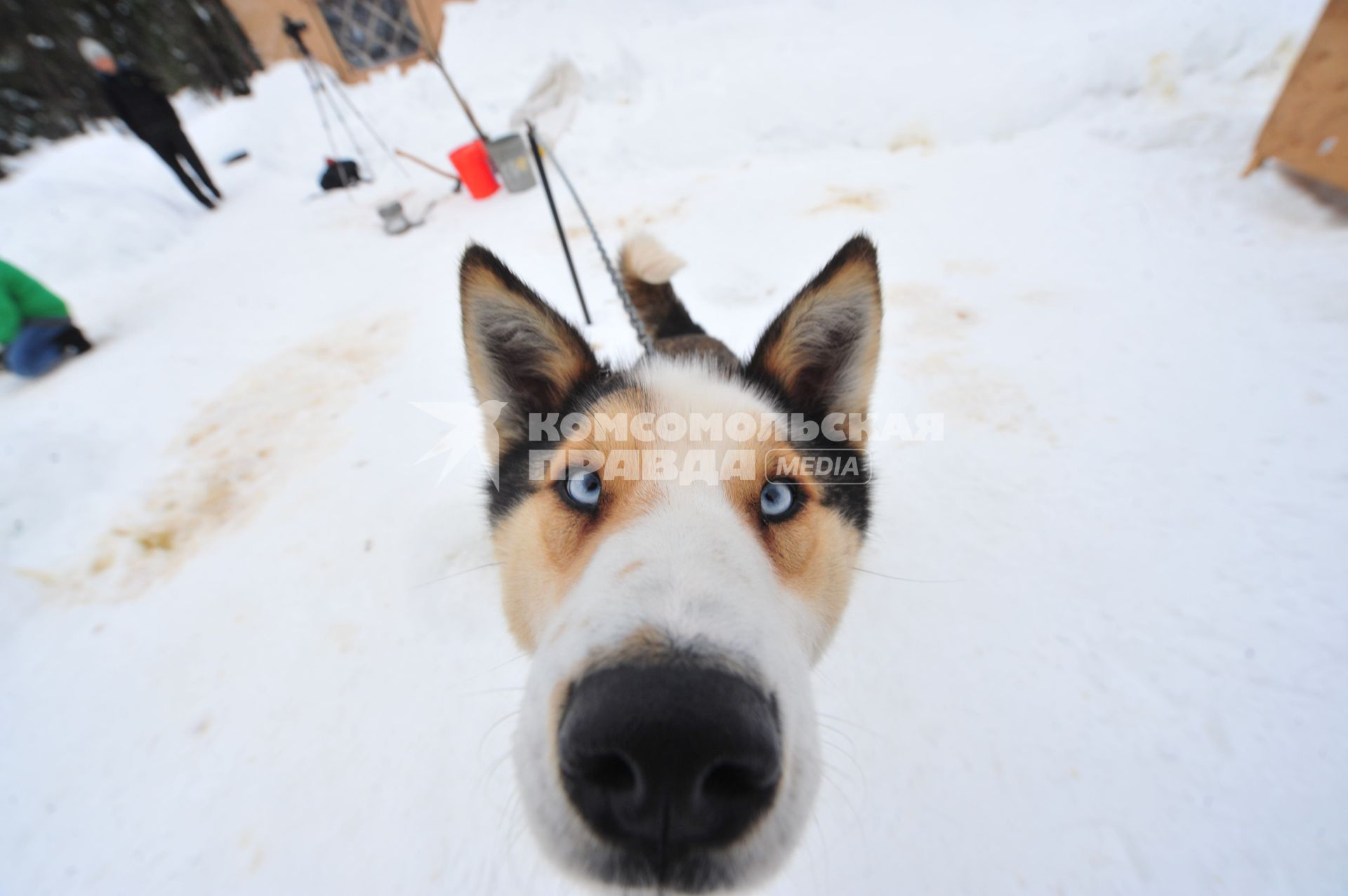 Аляска. Ежегодные гонки на собачьих упряжках (Iditarod Trail Sled Dog Race). На снимке: чукотская ездовая собака.