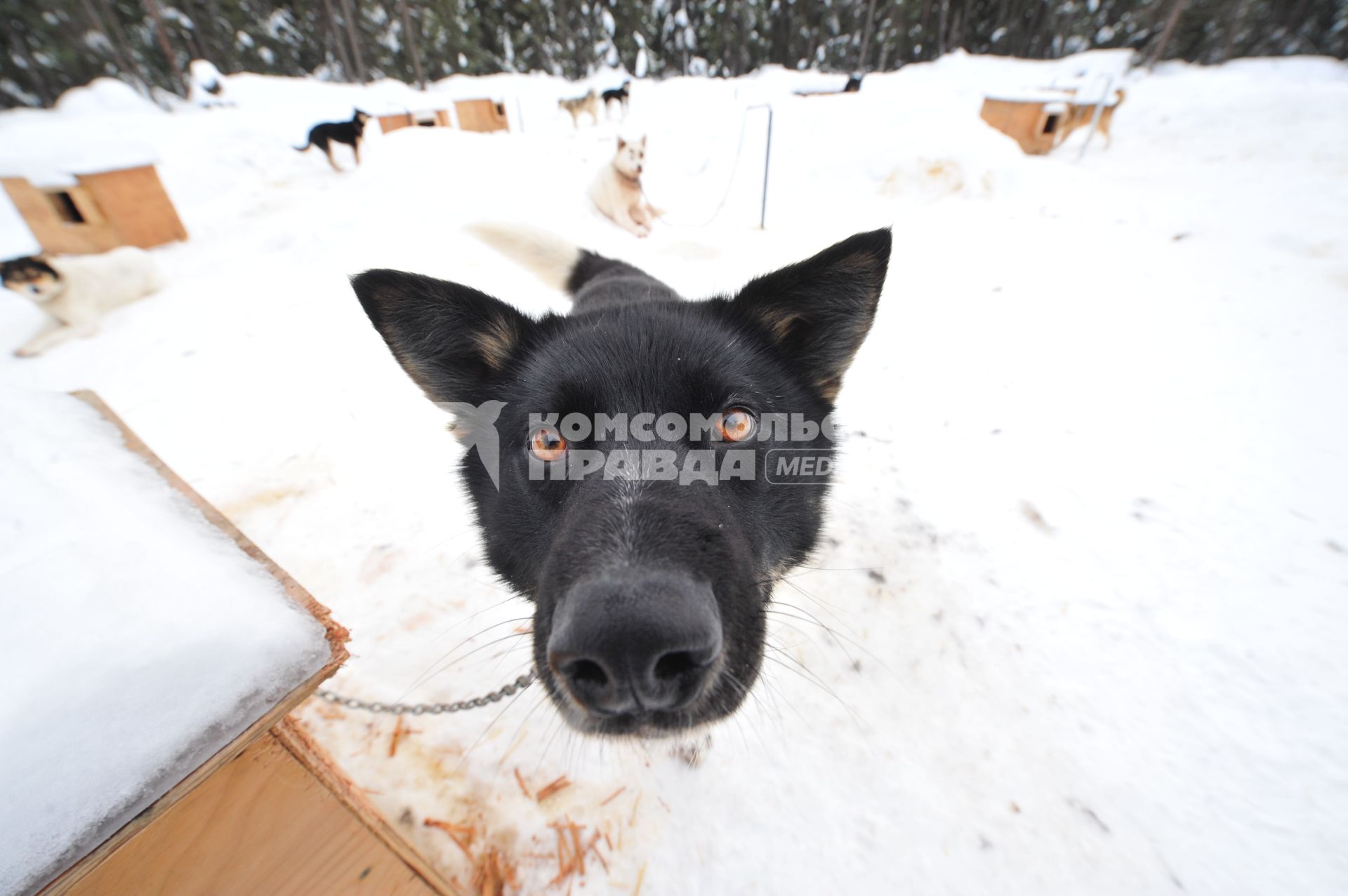 Аляска. Ежегодные гонки на собачьих упряжках (Iditarod Trail Sled Dog Race). На снимке: чукотская ездовая собака.