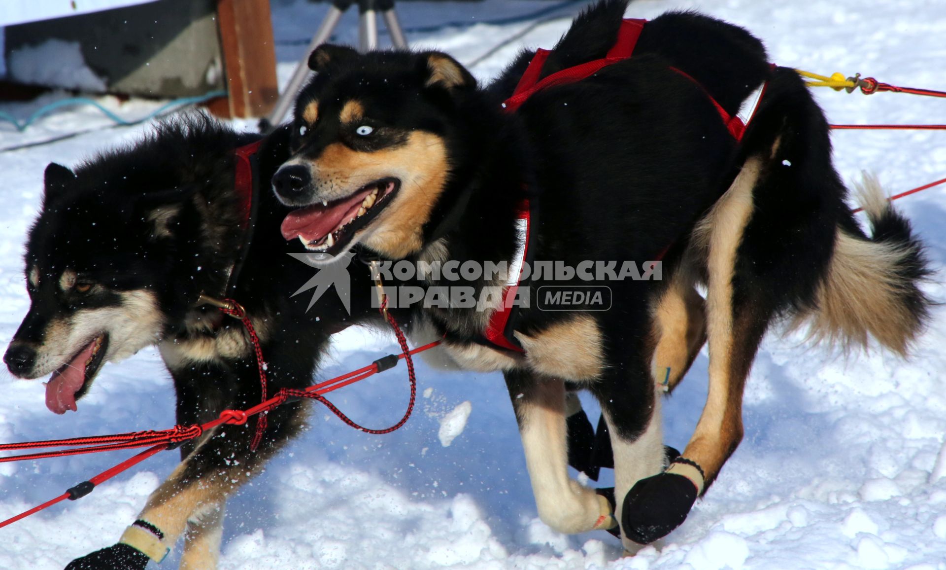 Аляска. Ежегодные гонки на собачьих упряжках (Iditarod Trail Sled Dog Race). На снимке: чукотские ездовые собаки.