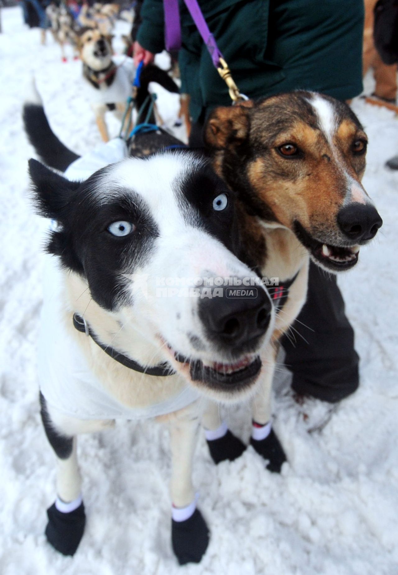 Аляска. Ежегодные гонки на собачьих упряжках (Iditarod Trail Sled Dog Race). На снимке: чукотские ездовые собаки.