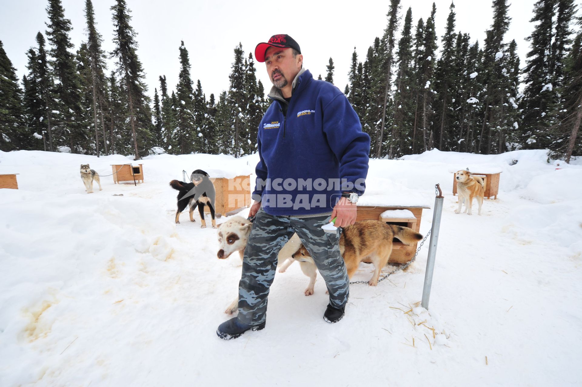 Аляска. Ежегодные гонки на собачьих упряжках (Iditarod Trail Sled Dog Race). На снимке: чукотские ездовые собаки.