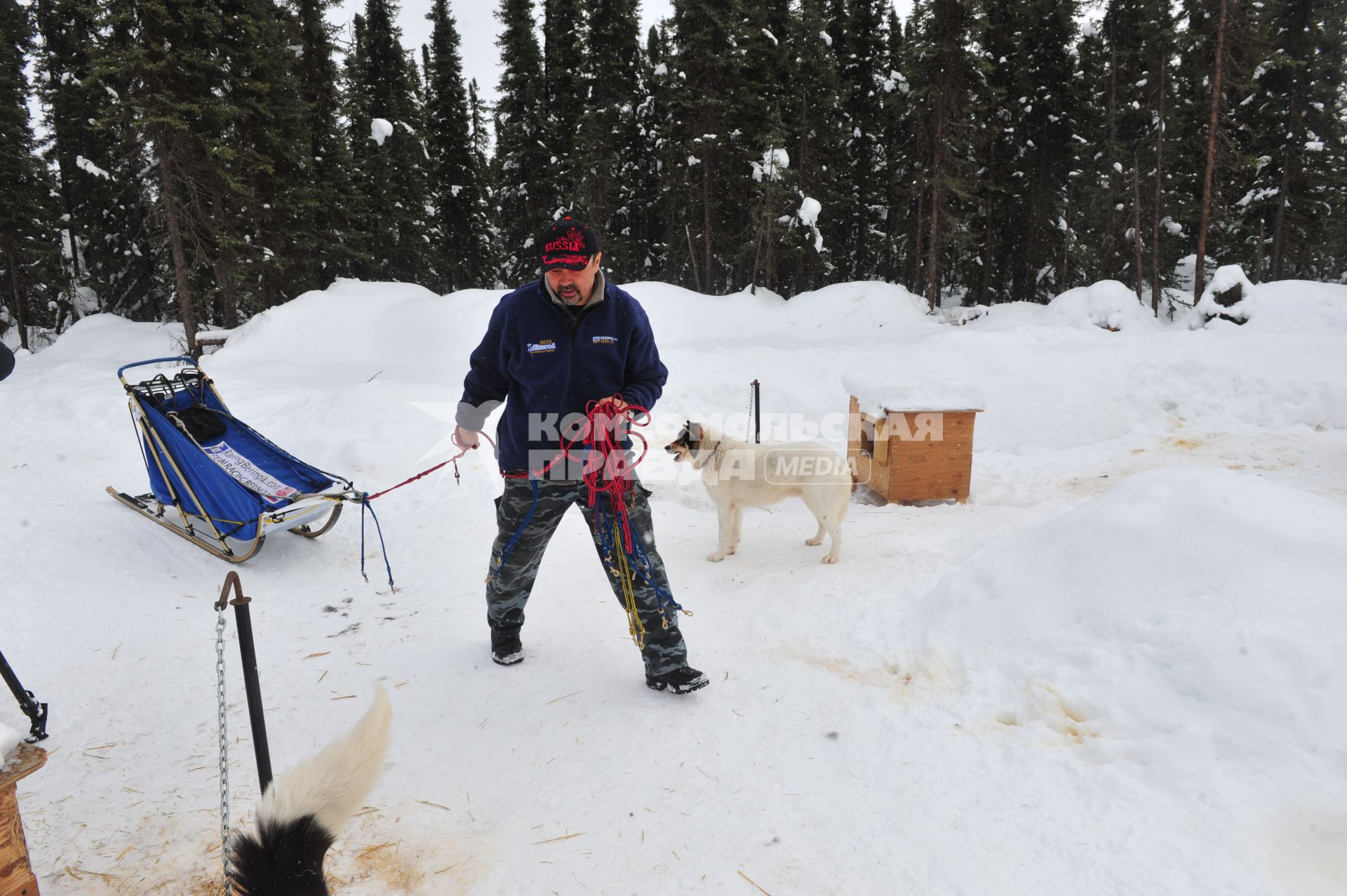 Аляска. Ежегодные гонки на собачьих упряжках (Iditarod Trail Sled Dog Race). На снимке: каюр и ездовые собаки.