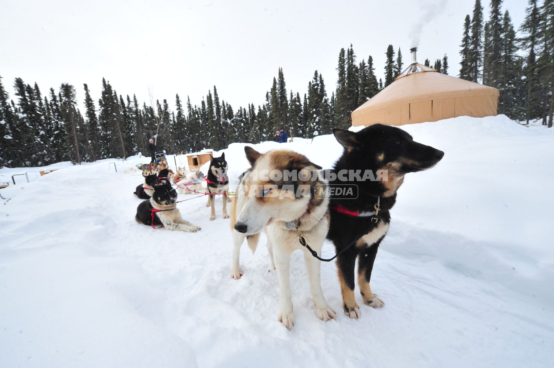 Аляска. Ежегодные гонки на собачьих упряжках (Iditarod Trail Sled Dog Race). На снимке: упряжка чукотских ездовых собак .