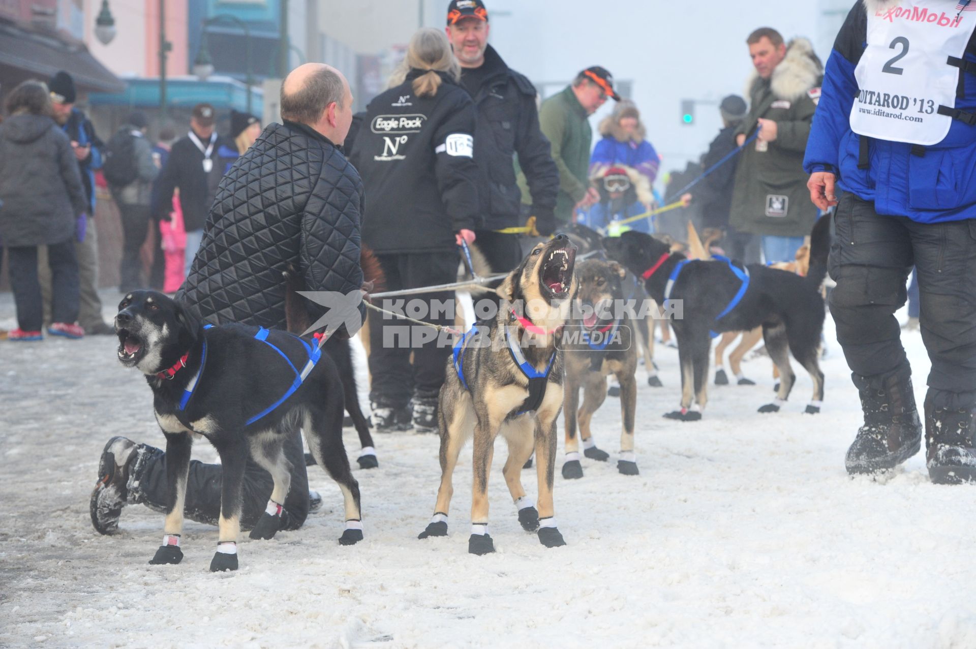 Аляска. Ежегодные гонки на собачьих упряжках (Iditarod Trail Sled Dog Race). На снимке: ездовые собаки.