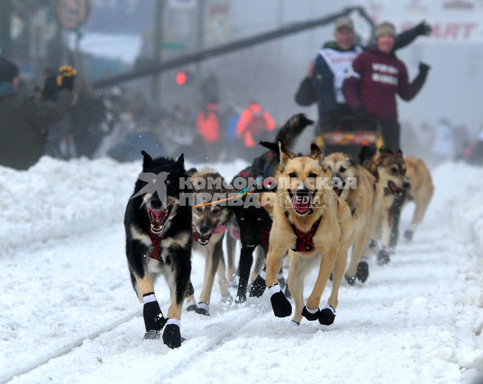 Аляска. Ежегодные гонки на собачьих упряжках (Iditarod Trail Sled Dog Race). На снимке: каюры и ездовые собаки.
