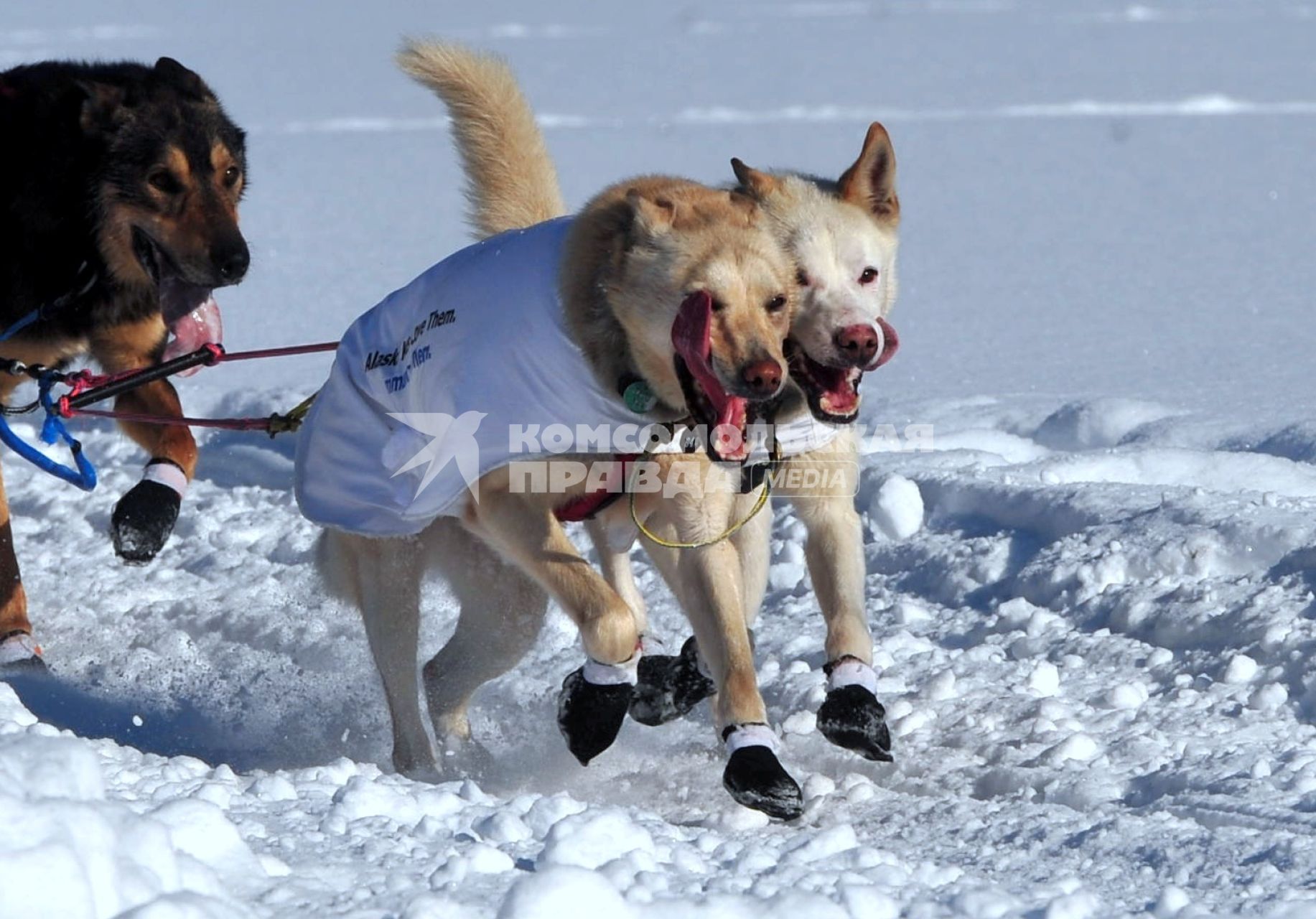 Аляска. Ежегодные гонки на собачьих упряжках (Iditarod Trail Sled Dog Race). На снимке: ездовые собаки.