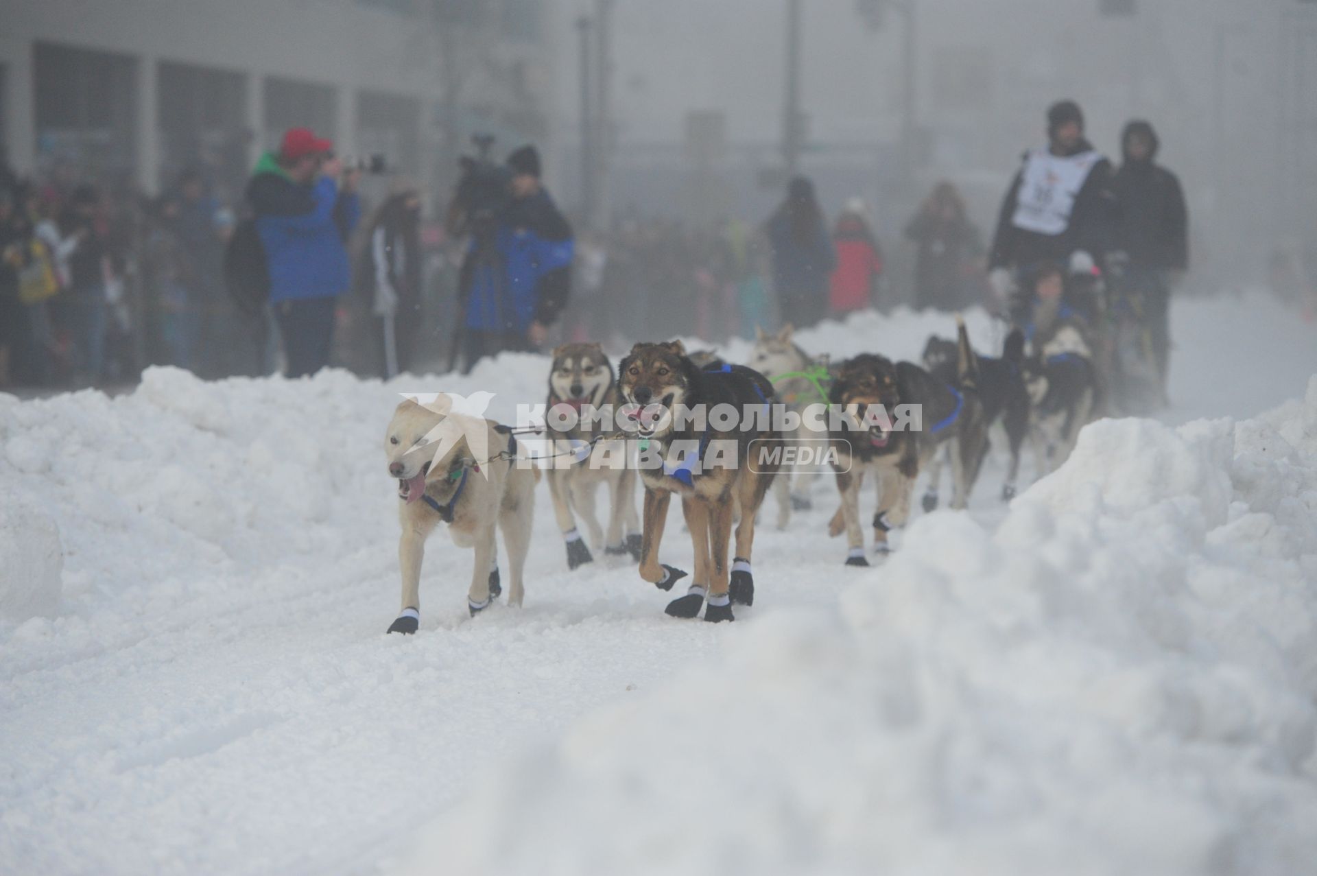 Аляска. Ежегодные гонки на собачьих упряжках (Iditarod Trail Sled Dog Race). На снимке: каюр и ездовые собаки.