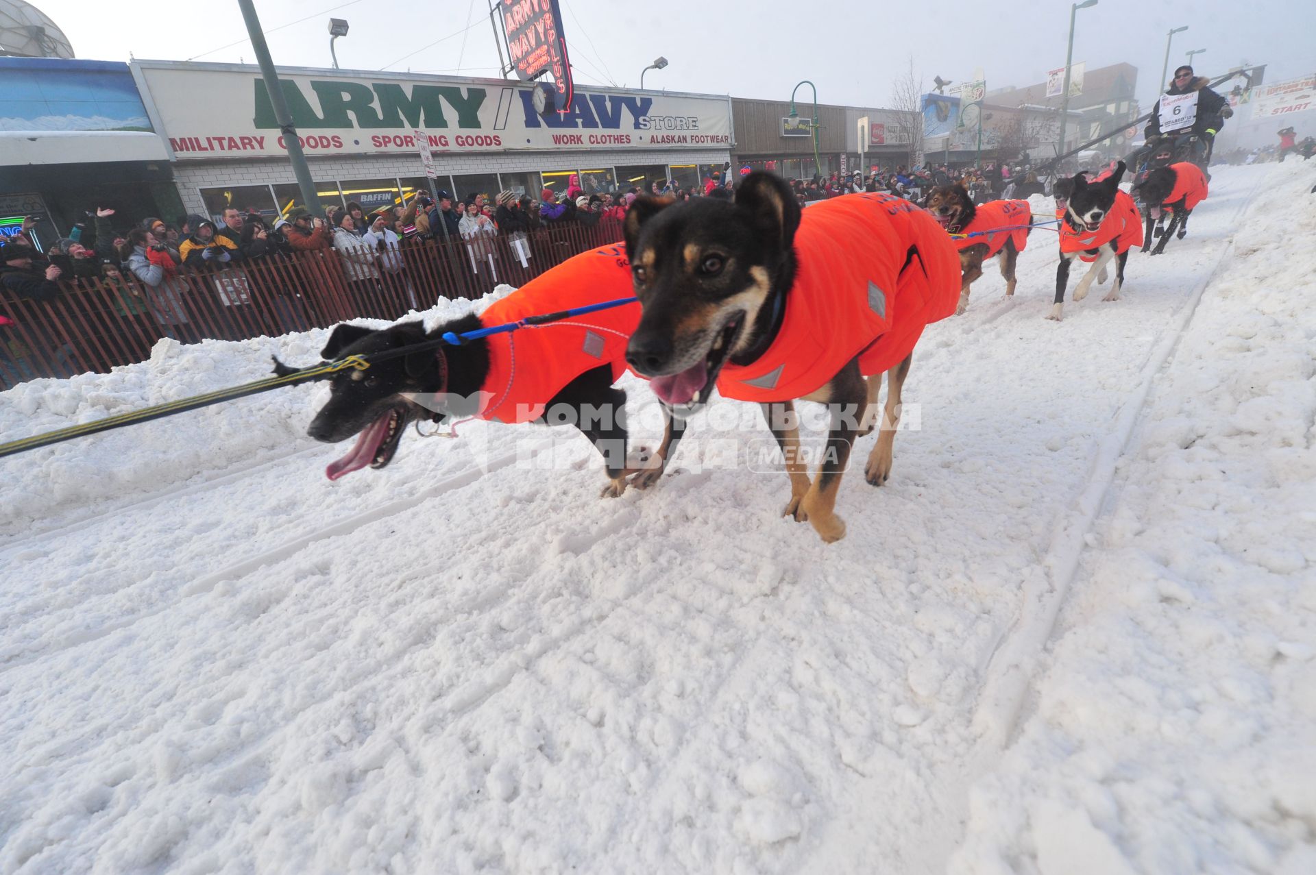 Аляска. Ежегодные гонки на собачьих упряжках (Iditarod Trail Sled Dog Race). На снимке: ездовые собаки.