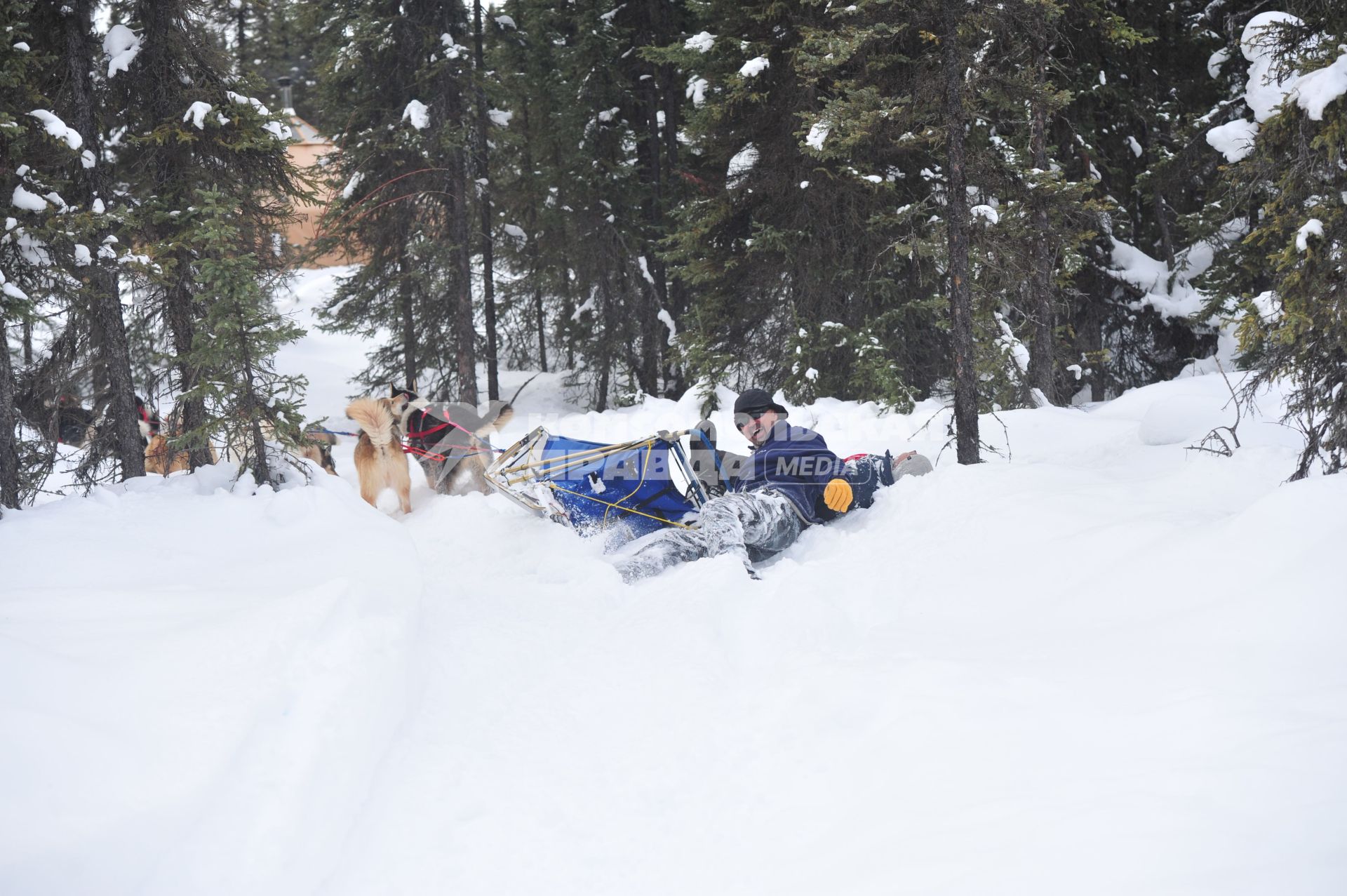 Аляска. Ежегодные гонки на собачьих упряжках (Iditarod Trail Sled Dog Race). На снимке: падение каюра с нарт.