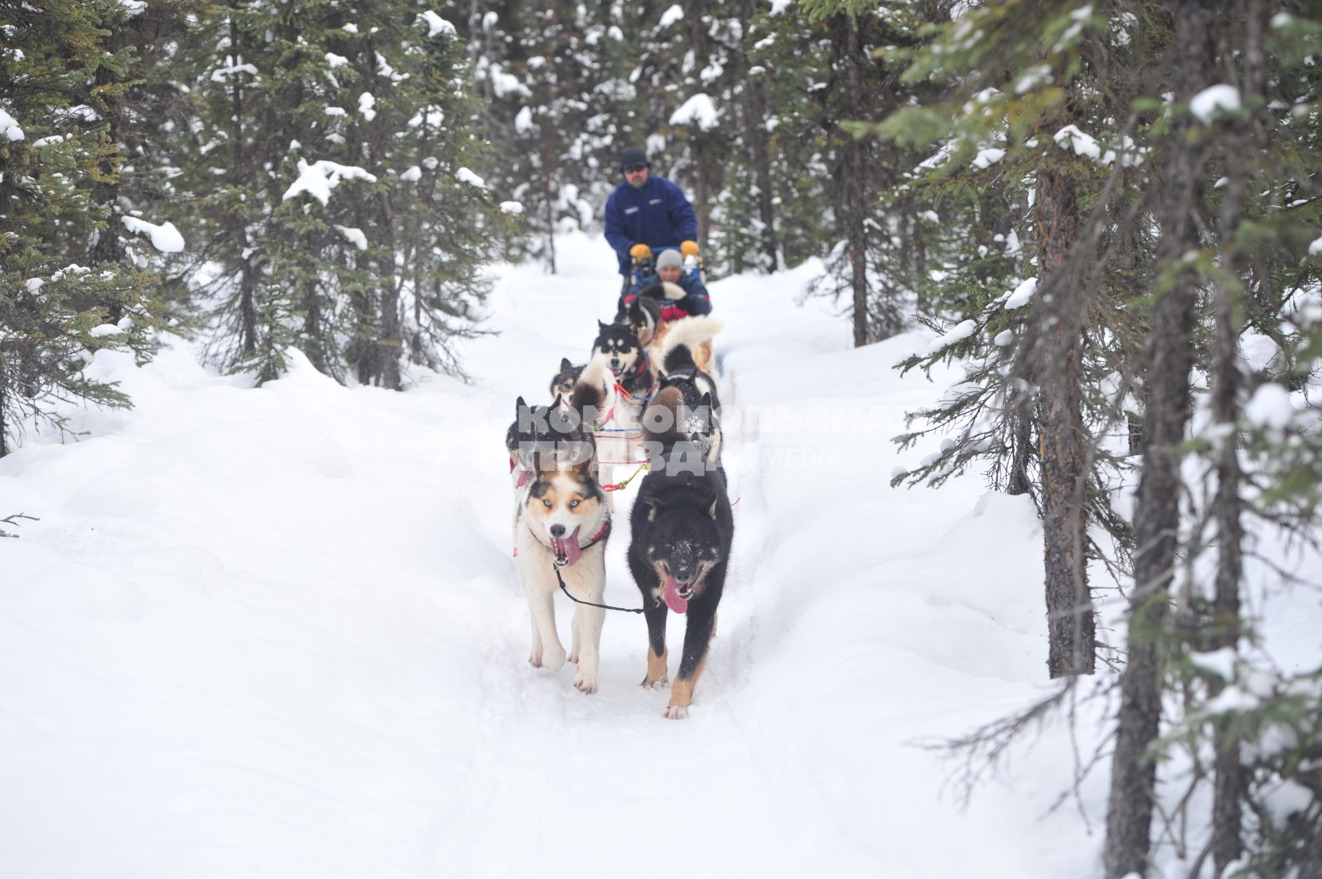 Аляска. Ежегодные гонки на собачьих упряжках (Iditarod Trail Sled Dog Race). На снимке: ездовые собаки и каюр.