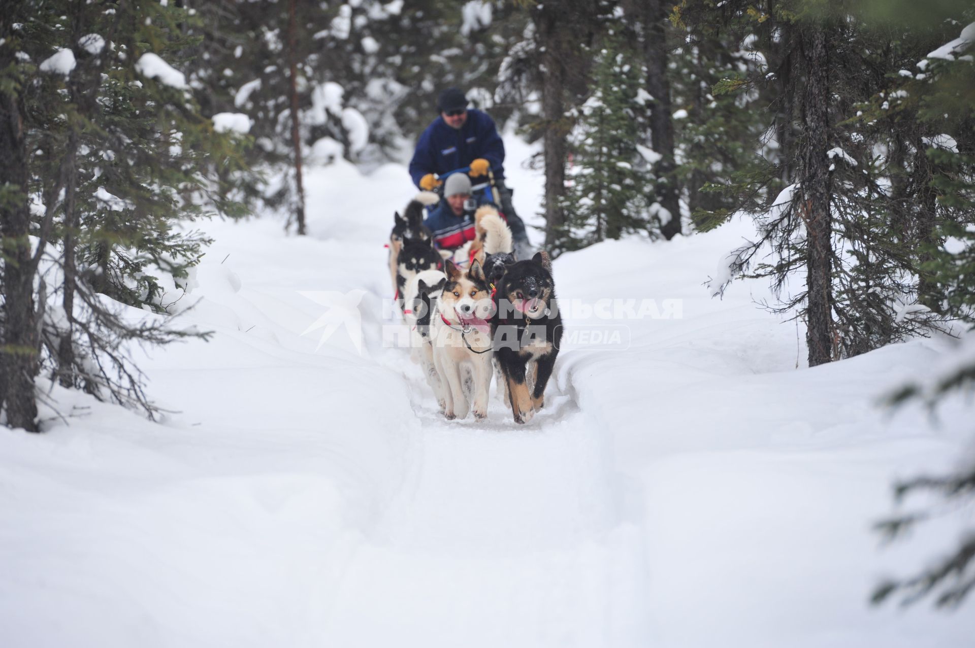 Аляска. Ежегодные гонки на собачьих упряжках (Iditarod Trail Sled Dog Race). На снимке: ездовые собаки и каюр.