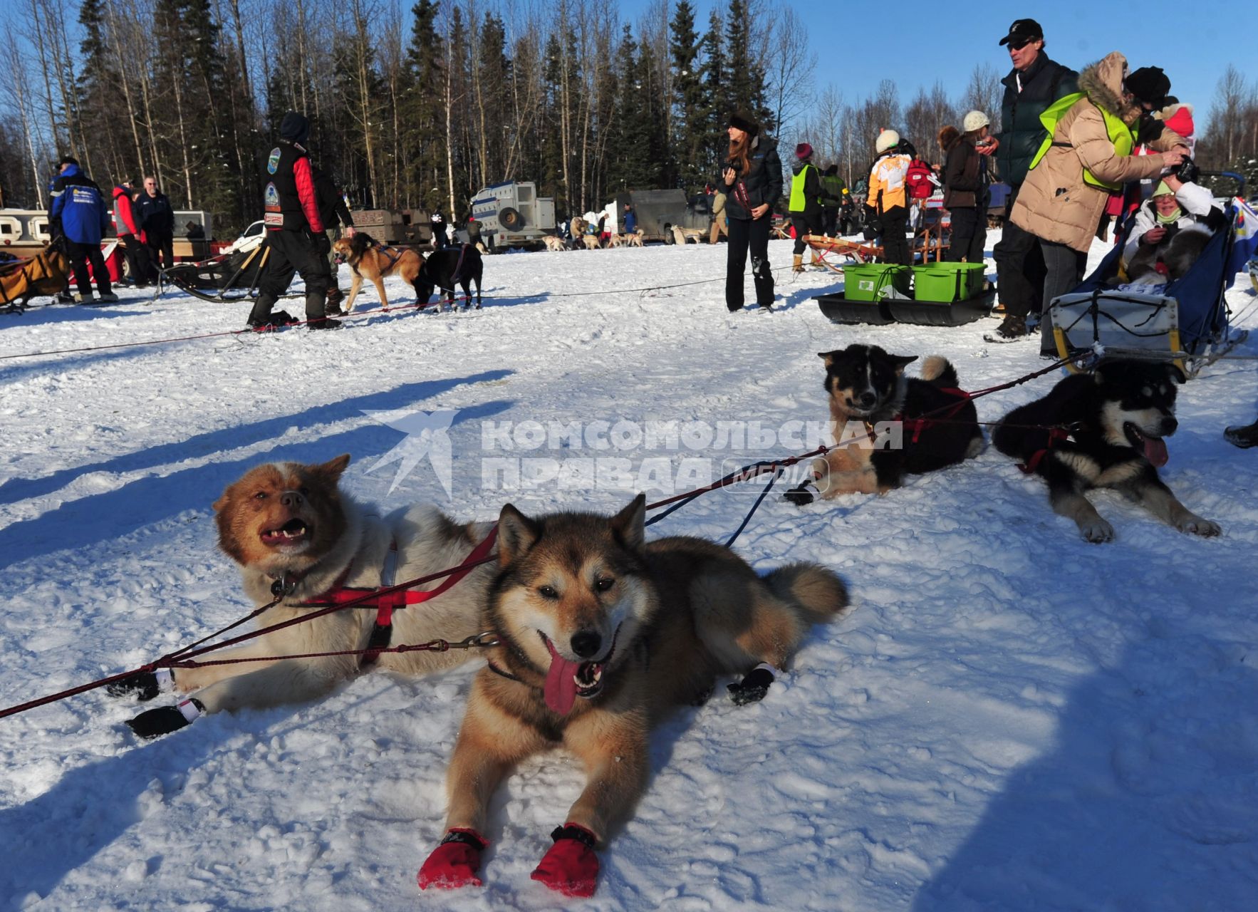 Аляска. Ежегодные гонки на собачьих упряжках (Iditarod Trail Sled Dog Race). На снимке: ездовые собаки перед соревнованиями.