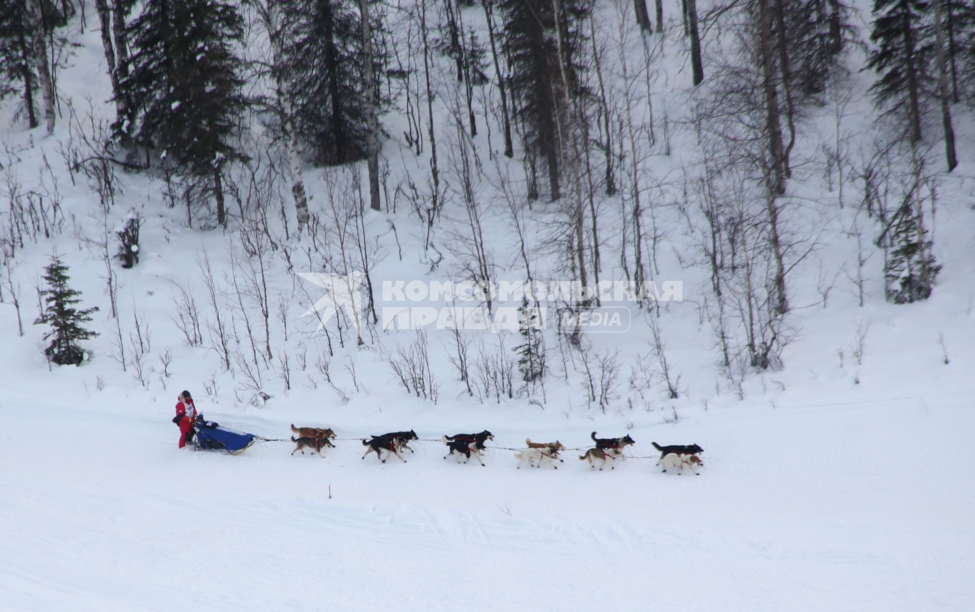 Аляска. Ежегодные гонки на собачьих упряжках (Iditarod Trail Sled Dog Race).