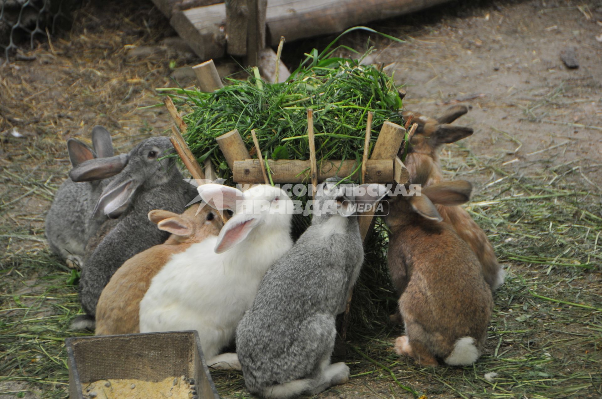 Зайцы в контактном зоопарке Ставрополя.