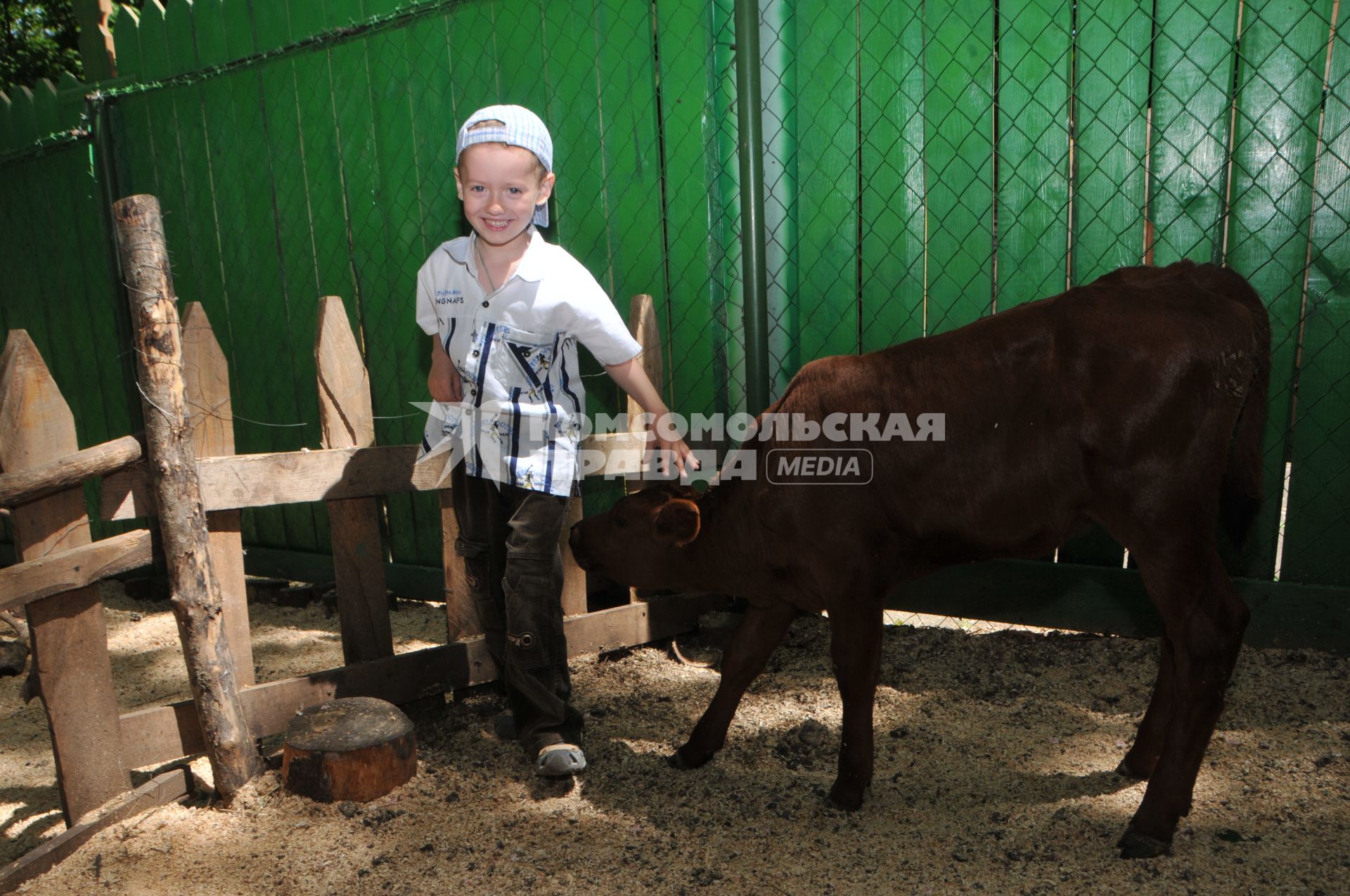 Ребенок гладит теленка в контактном зоопарке Ставрополя.