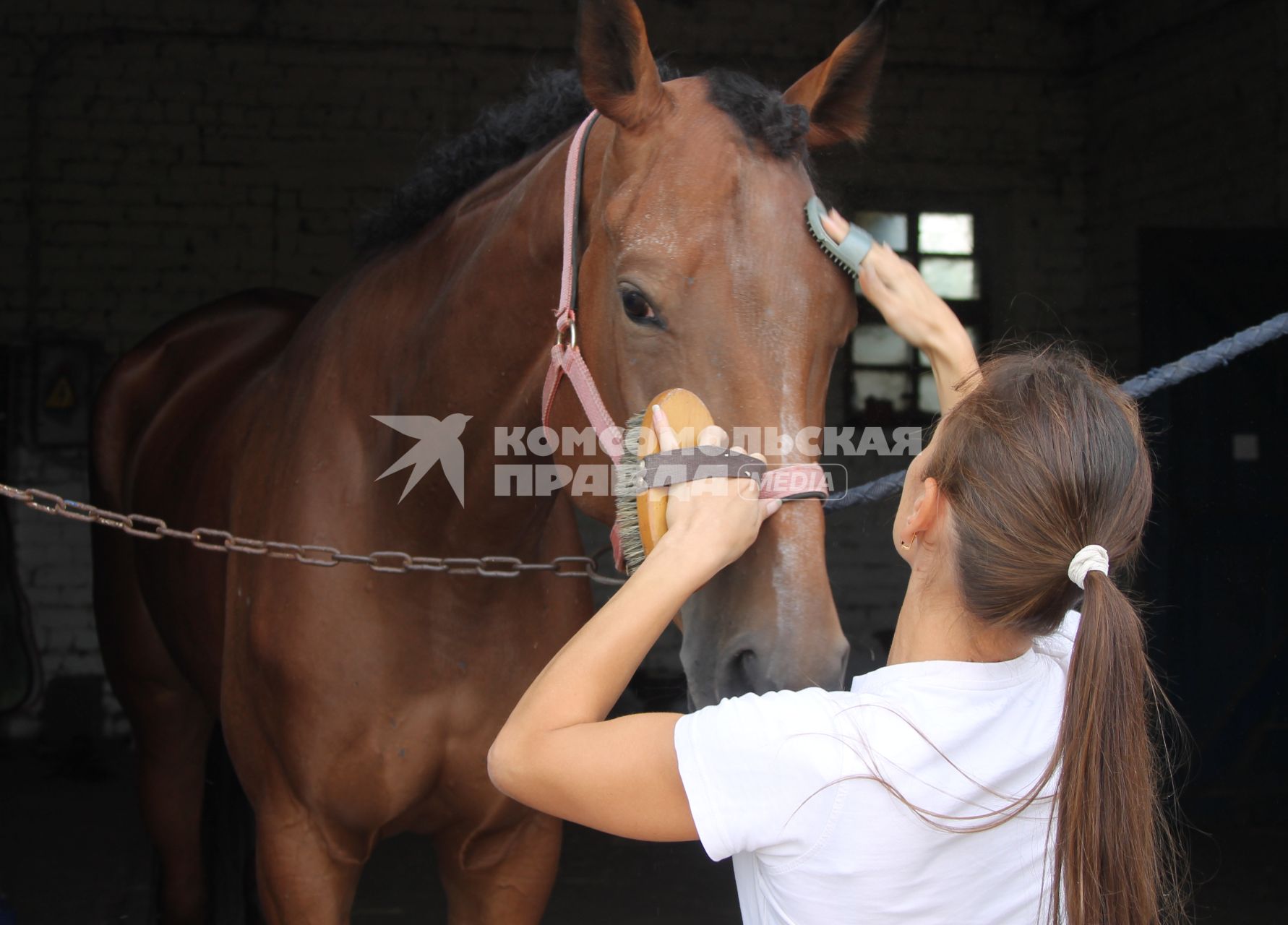 Девушка чистит лошадь