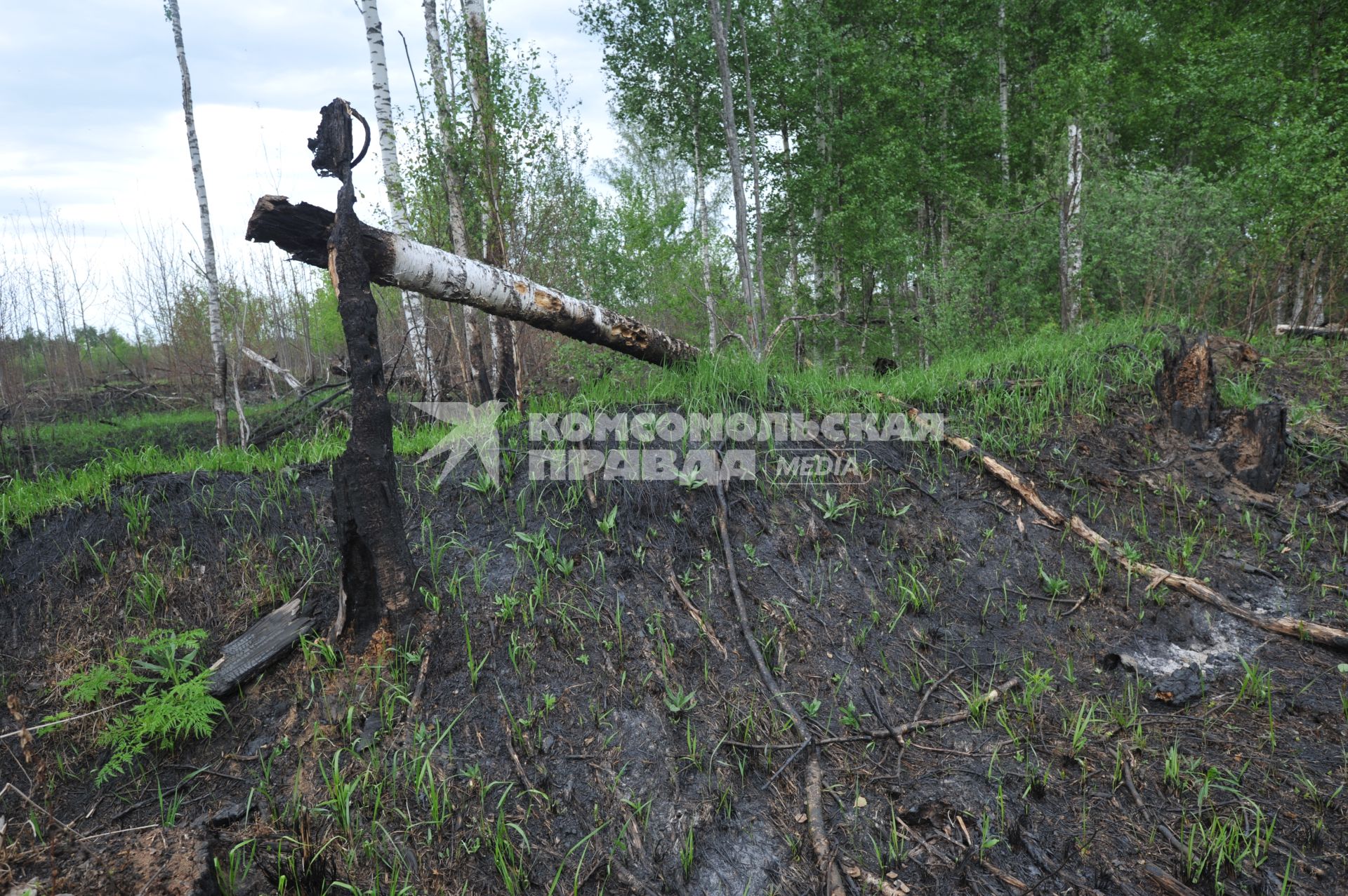 Лес в Шатурском районе. На снимке: торфяник после пожара.