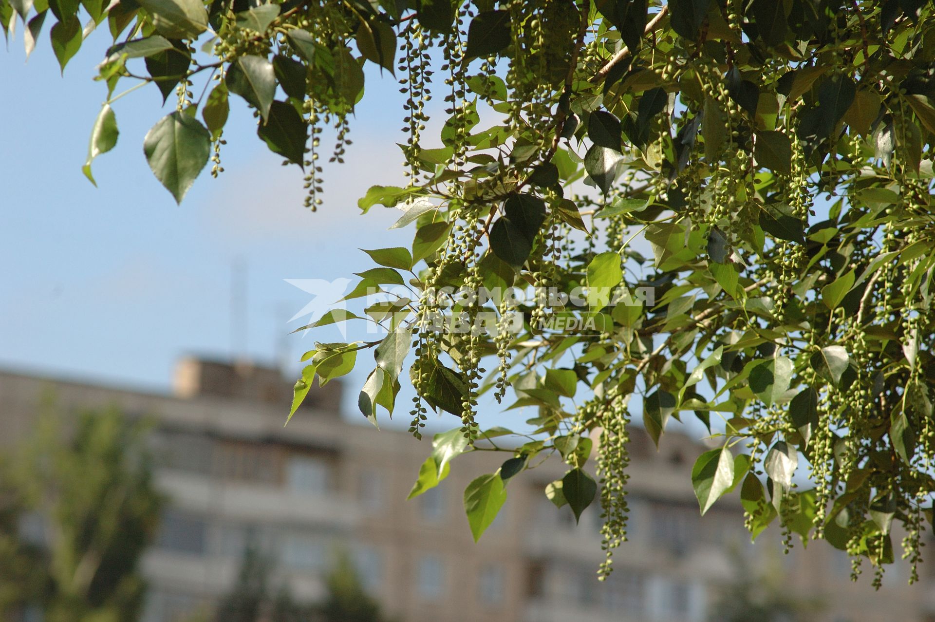 Тополь в городе.