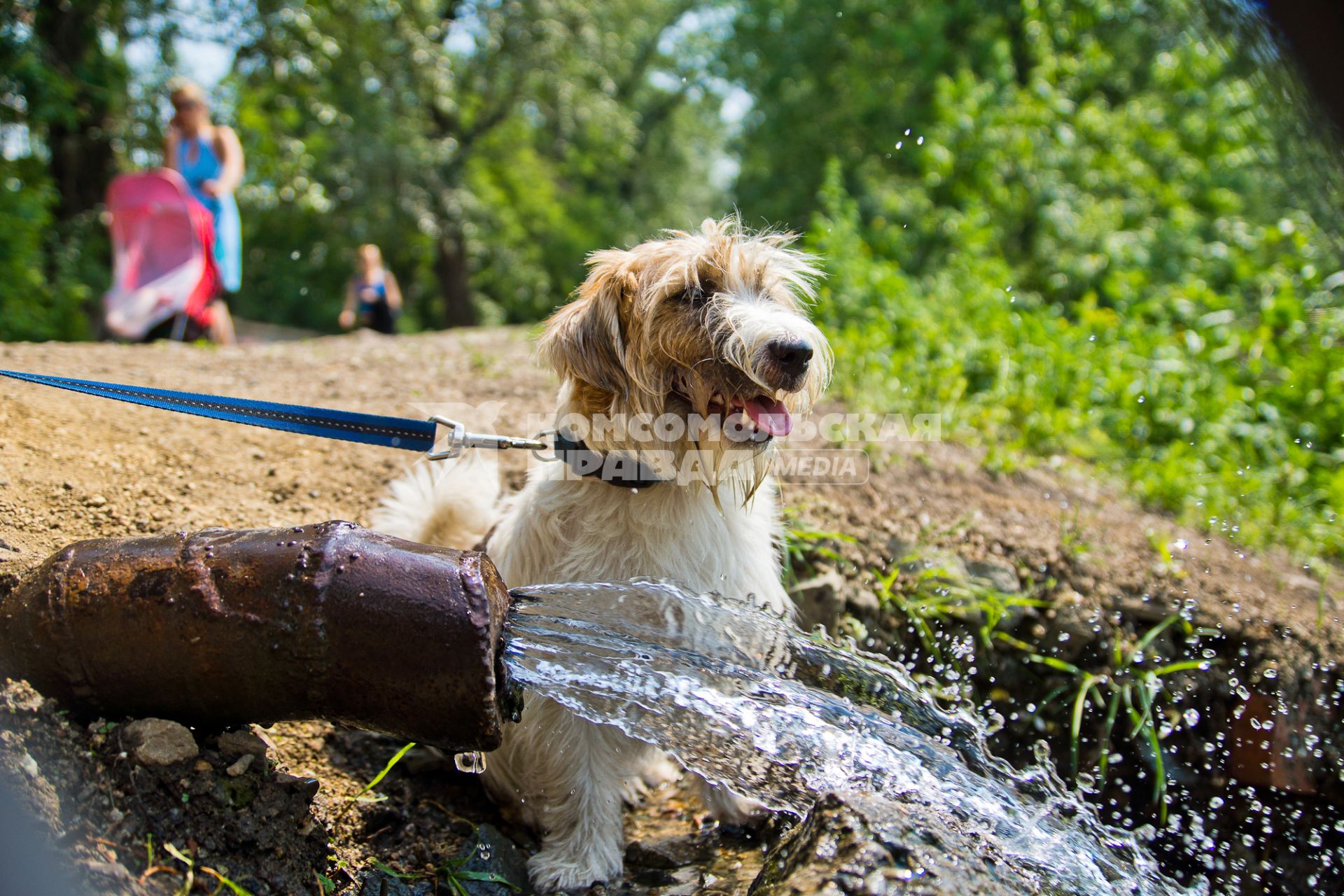 Жара. Собака у источника воды.