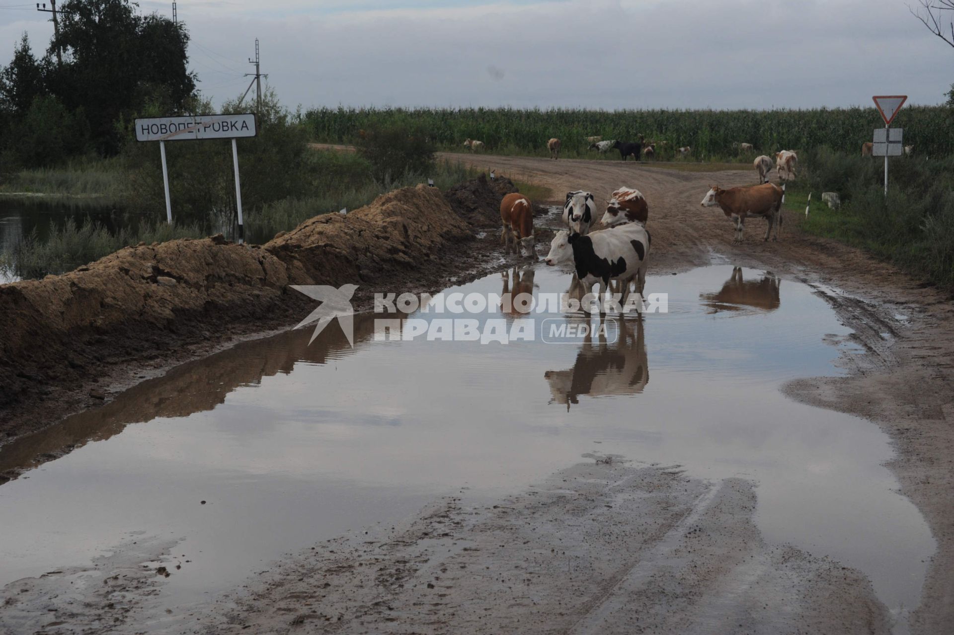 Наводнение в Приамурье. На снимке: коровы.