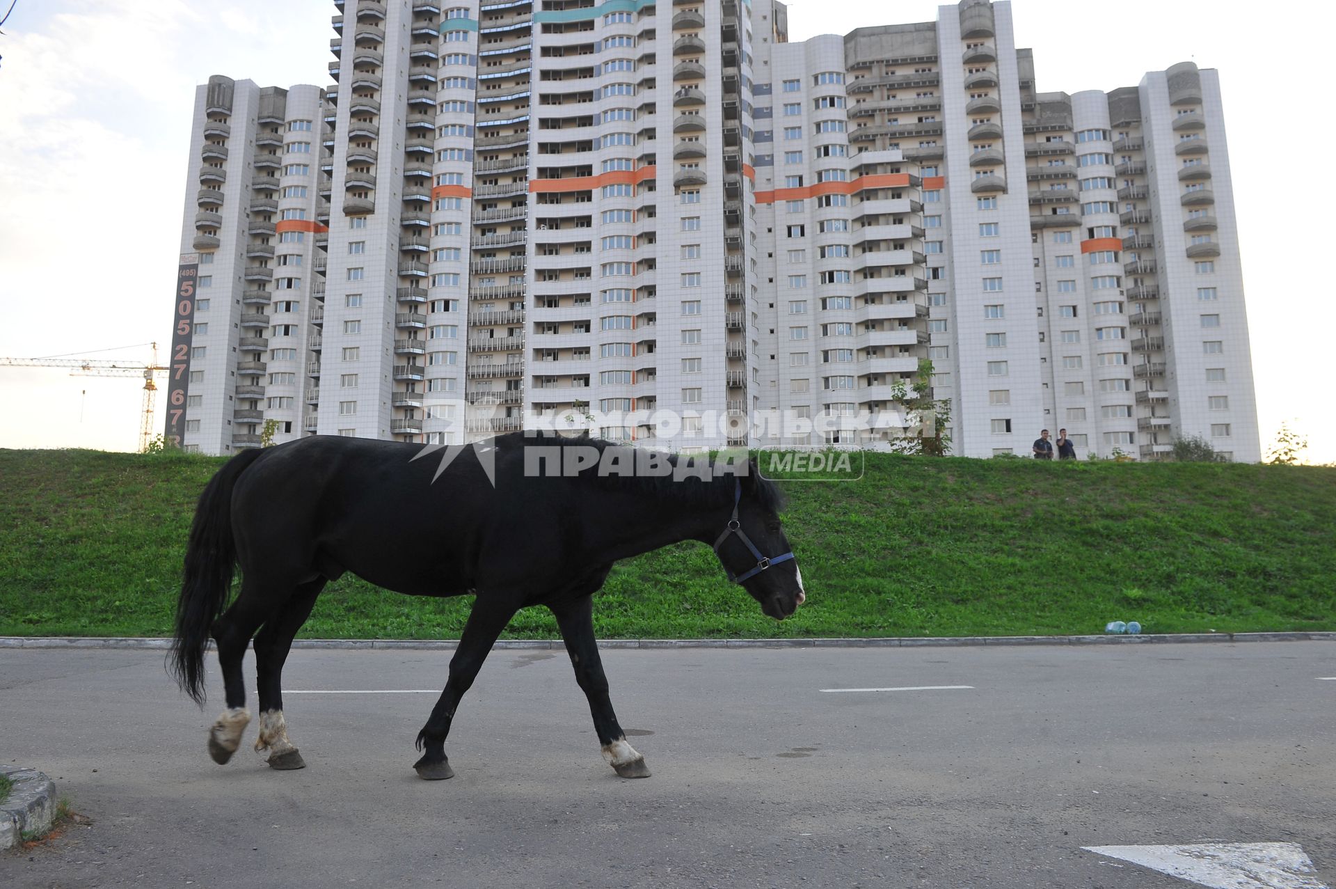 Бездомный конь Гриша скитается по парковке гипермаркета АШАН `Марфино`.