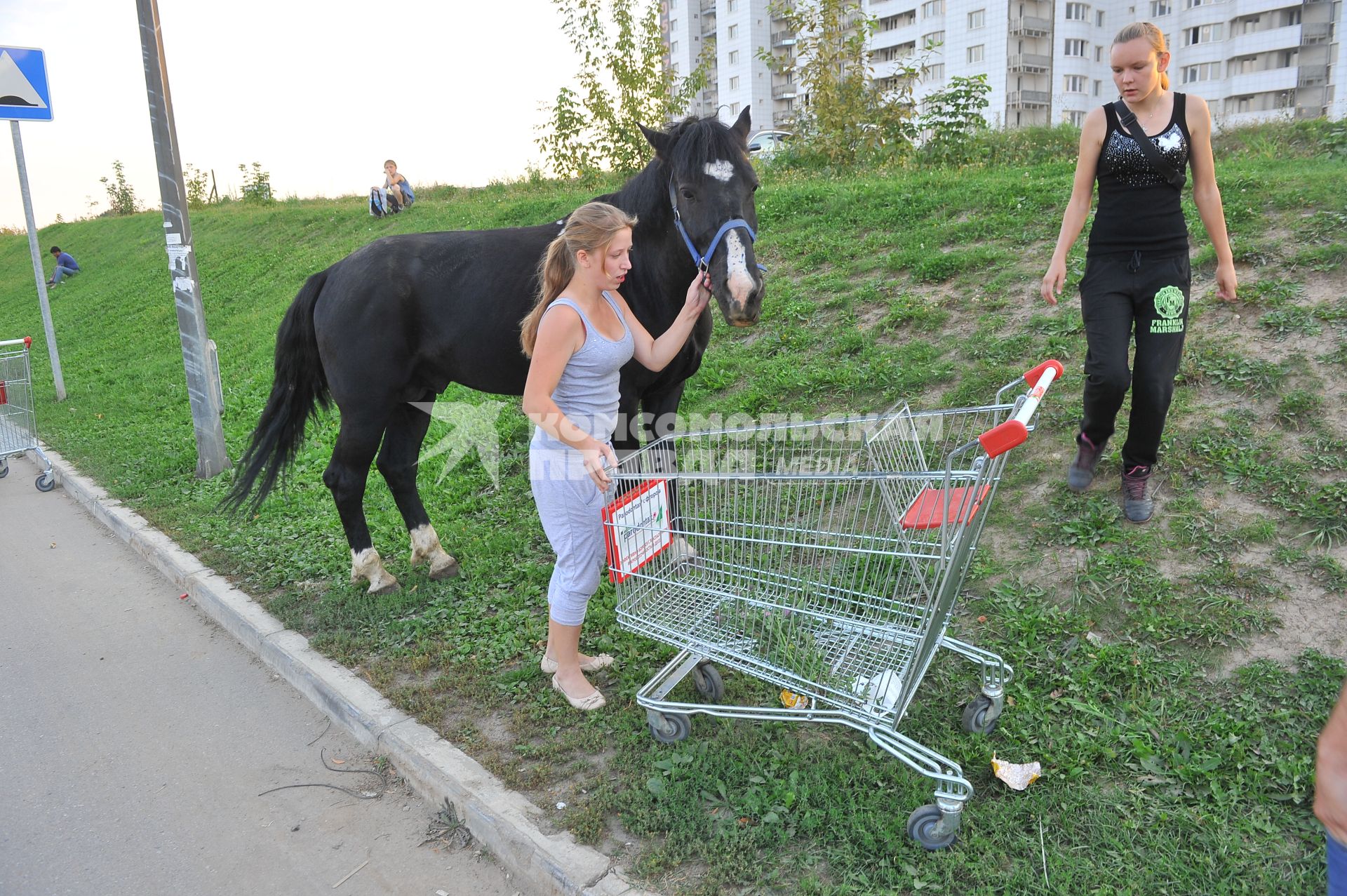 Бездомный конь Гриша скитается по парковке гипермаркета АШАН `Марфино`.
