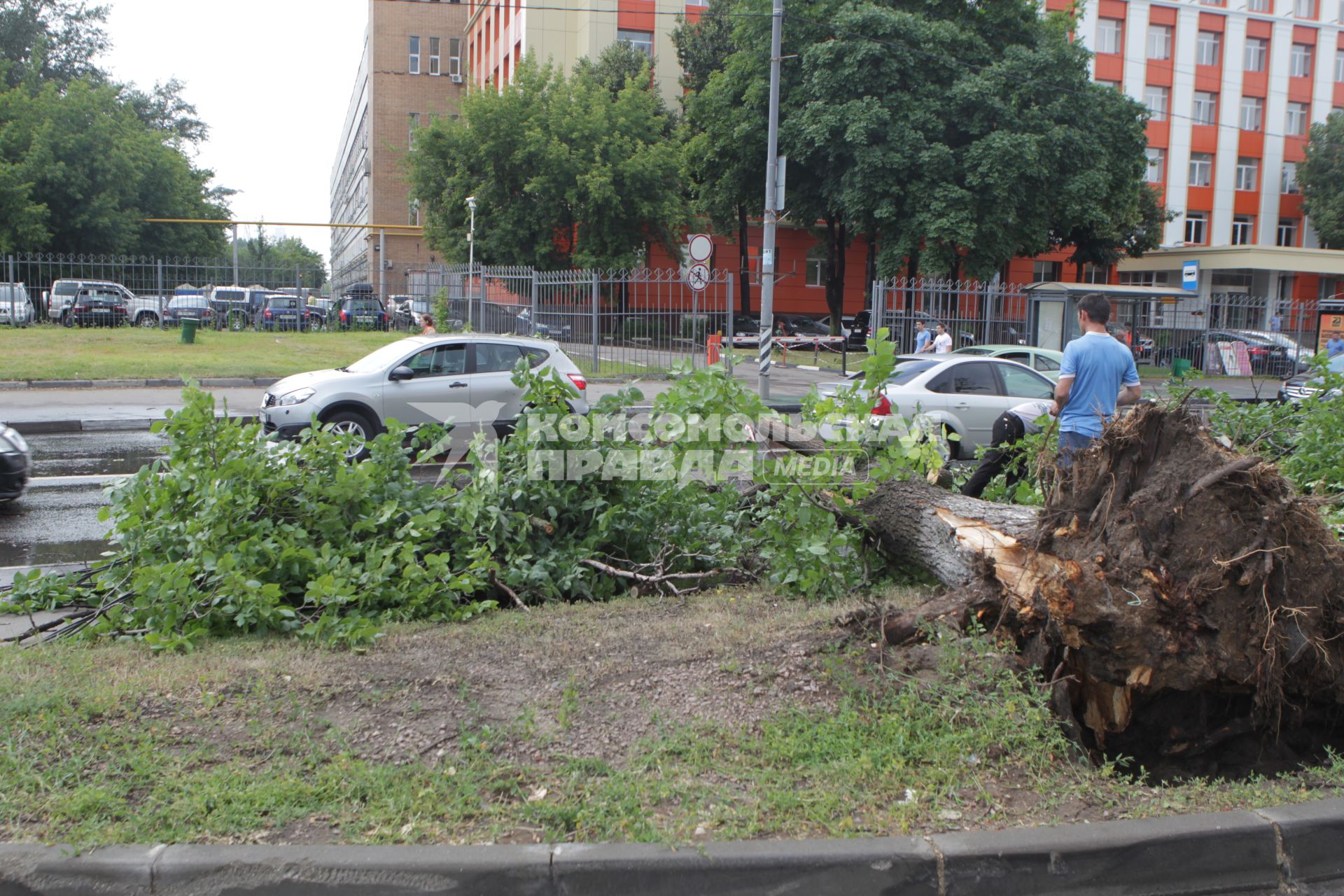 Последсьвия грозового ливня в Москве. На снимке: сломанное дерево на шоссе.