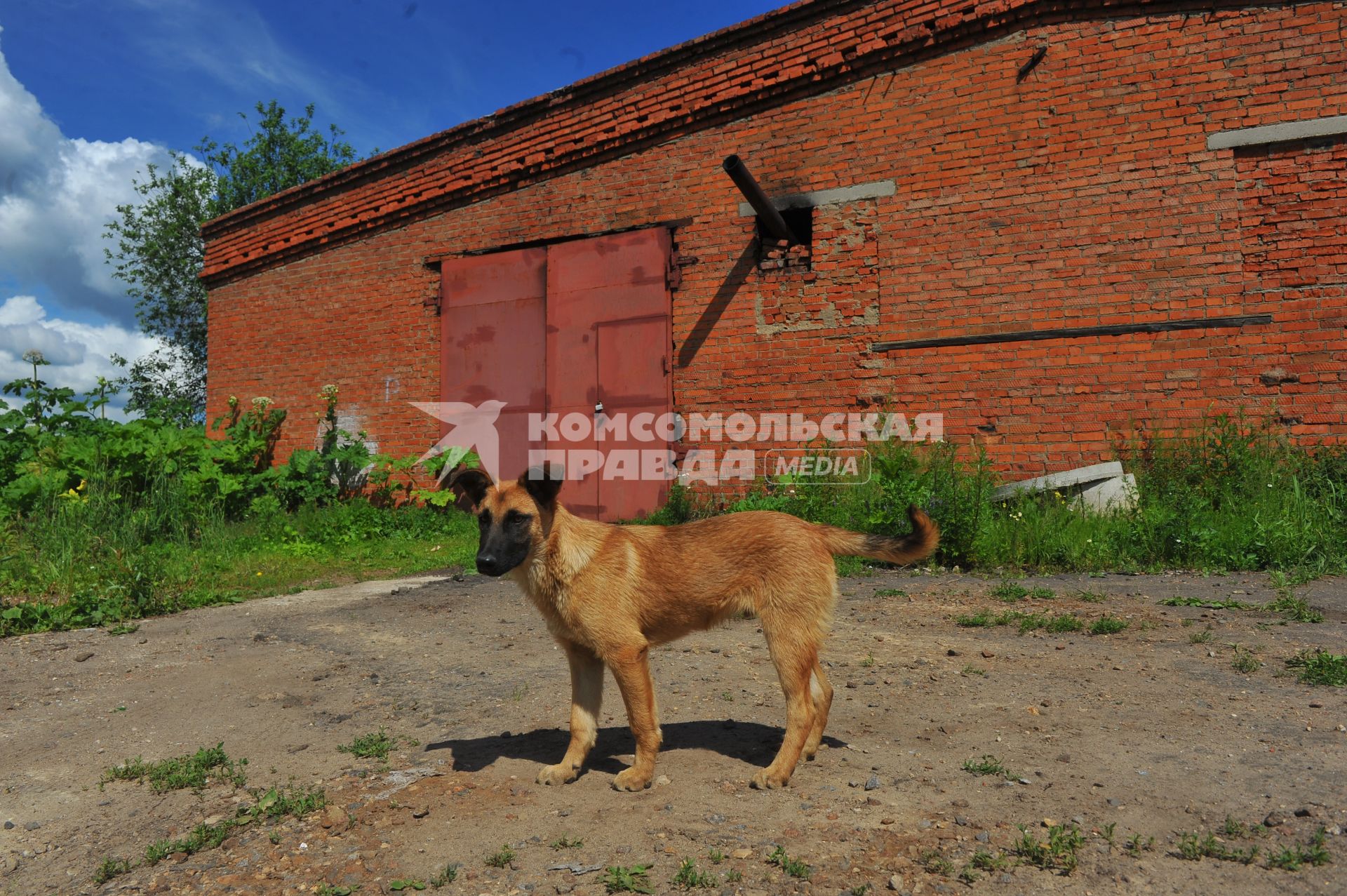 Собачий крематорий.